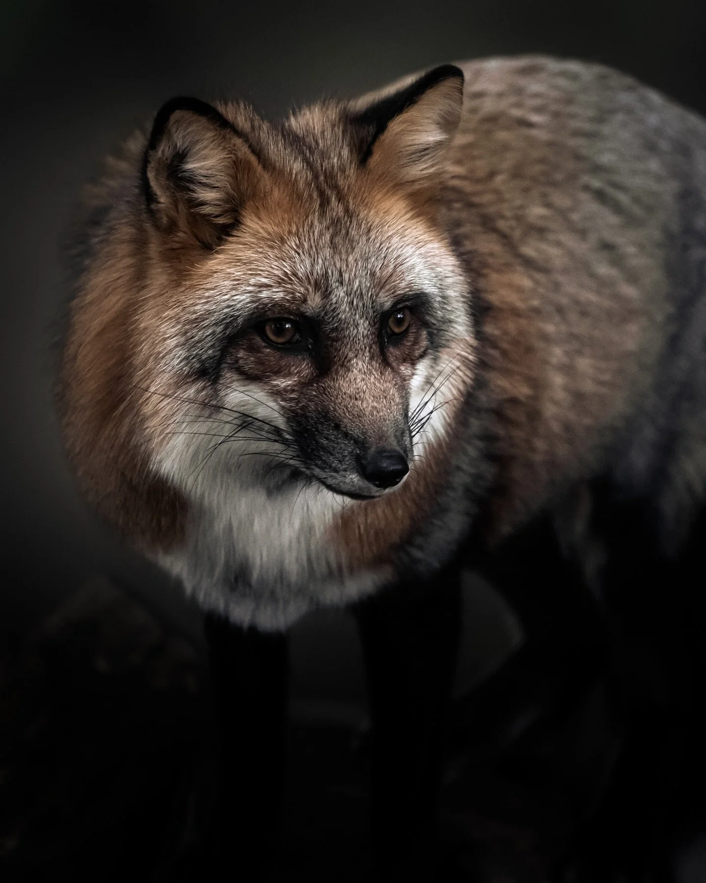 #fox #redfox #redfoxlabsofinstagram #wildlife #wildlifephotography