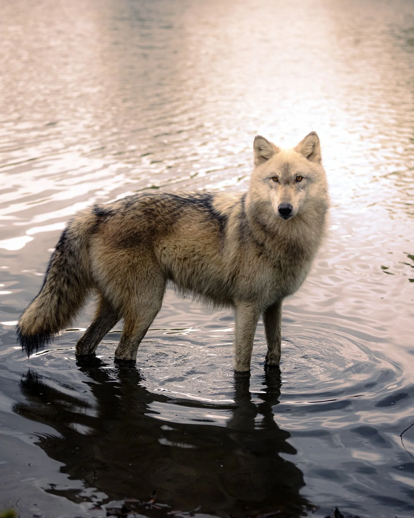 You don&rsquo;t walk away the same person that showed up with the camera.&hellip;.. #wolf #wolves #wolvesofinstagram