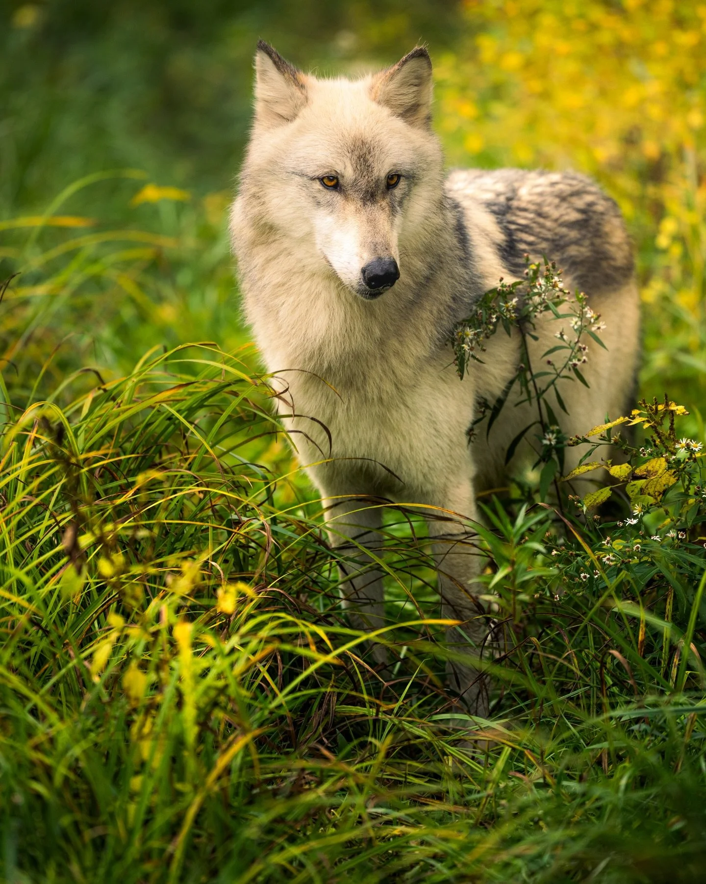Spring time &hellip;. #wolf #relistwolves #wolfeducation