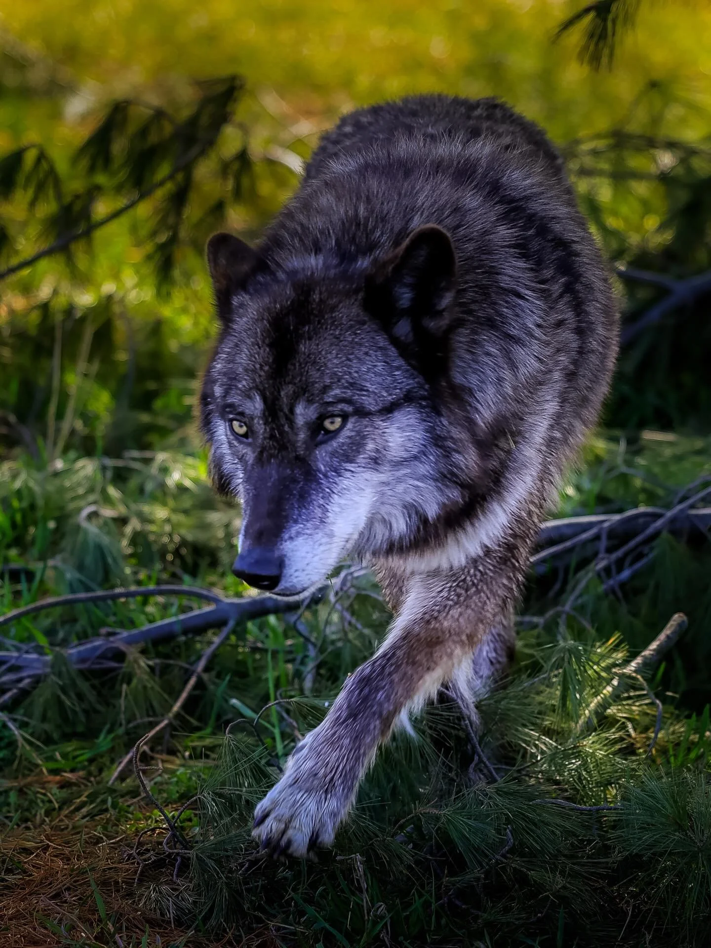 Early morning mood&hellip;. #wolf #wolves #relistwolves #wolfeducation