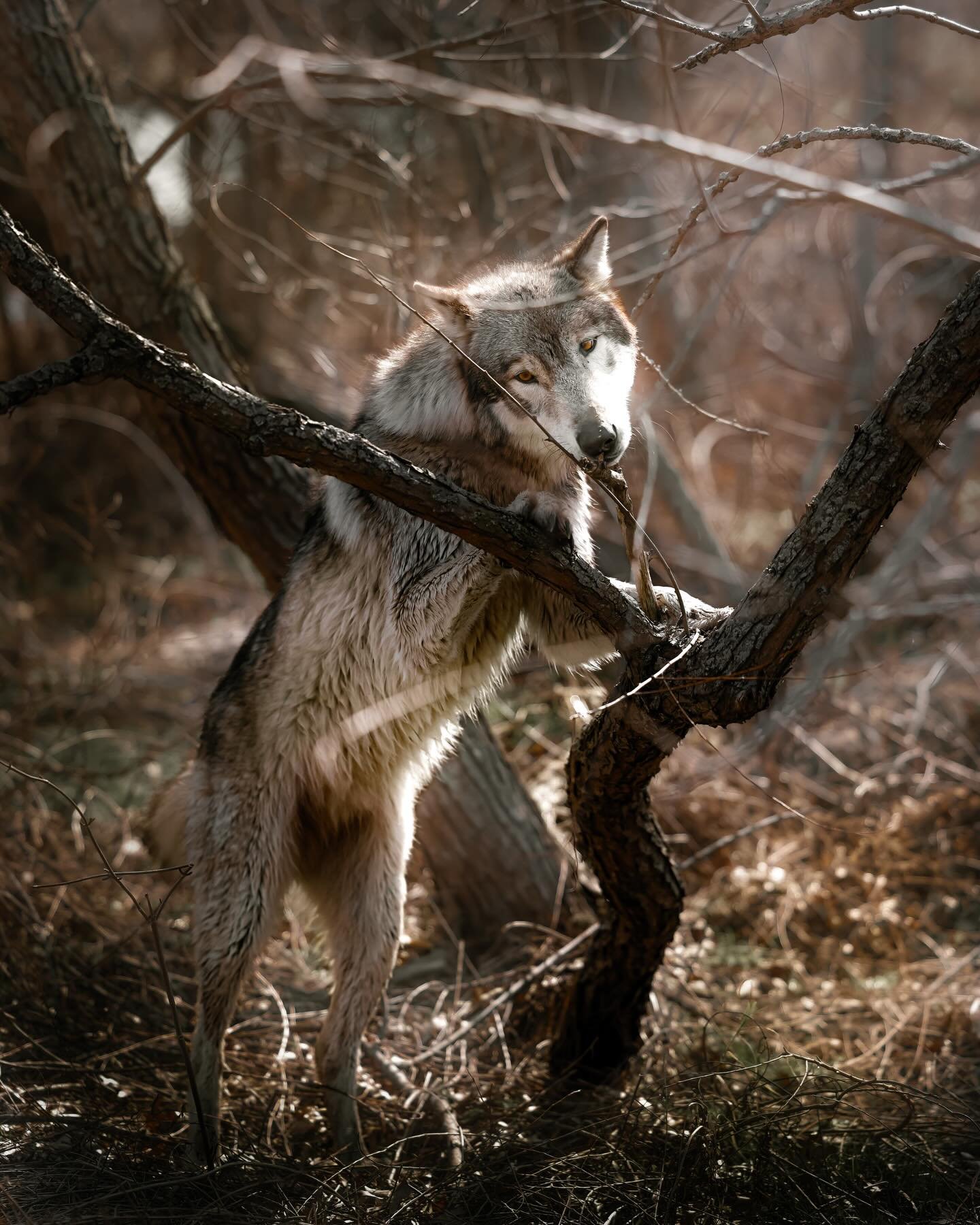 The wolf doesn&rsquo;t just survive the wild&hellip; it shapes it.

Take them out, and everything starts to unravel&mdash;prey overruns the land, rivers shift, forests thin, balance gets lost. Bring them back, and life returns&hellip; stronger, healt