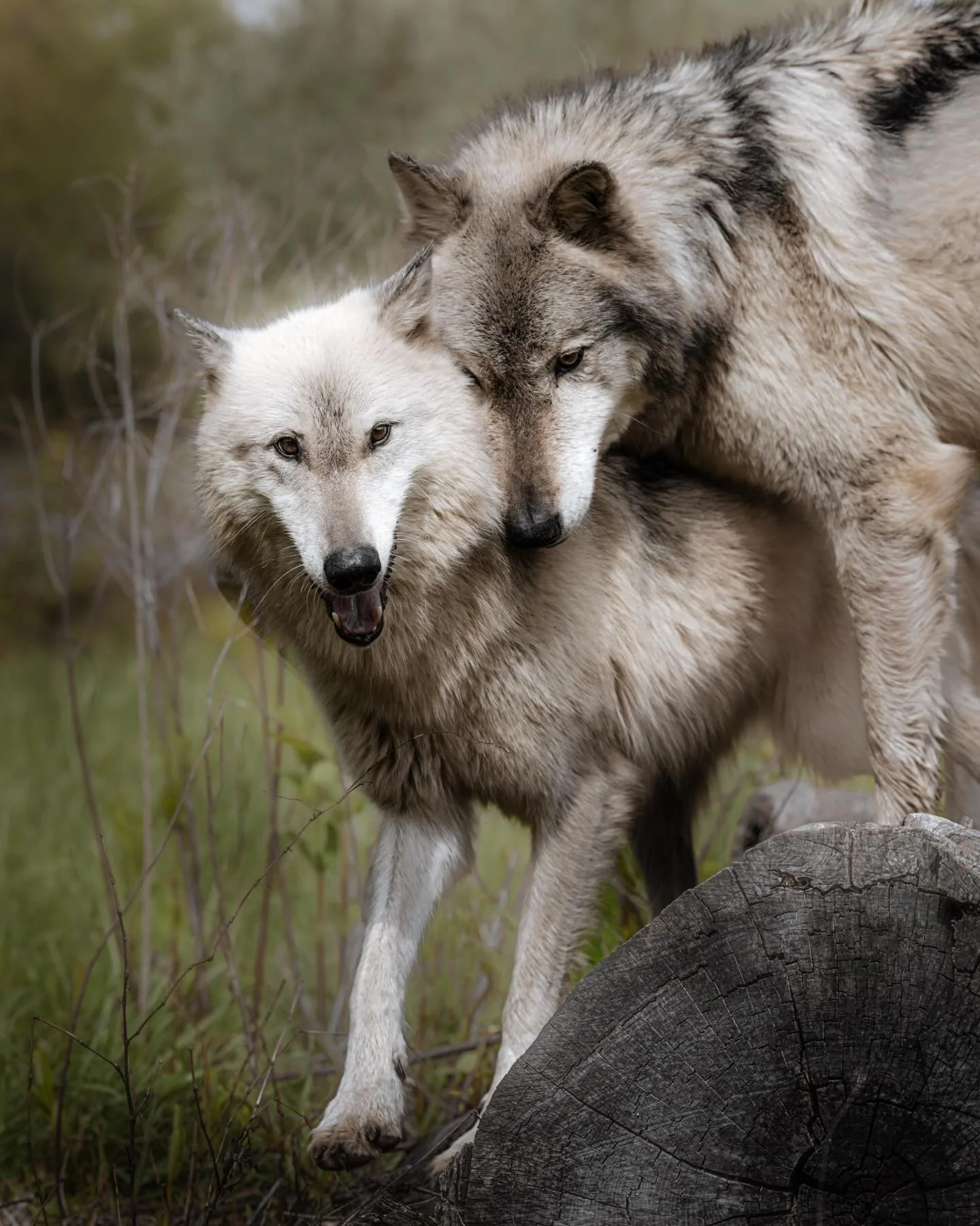 Family&hellip;. #wolf #relistwolves #wolfeducation #wolfeducation