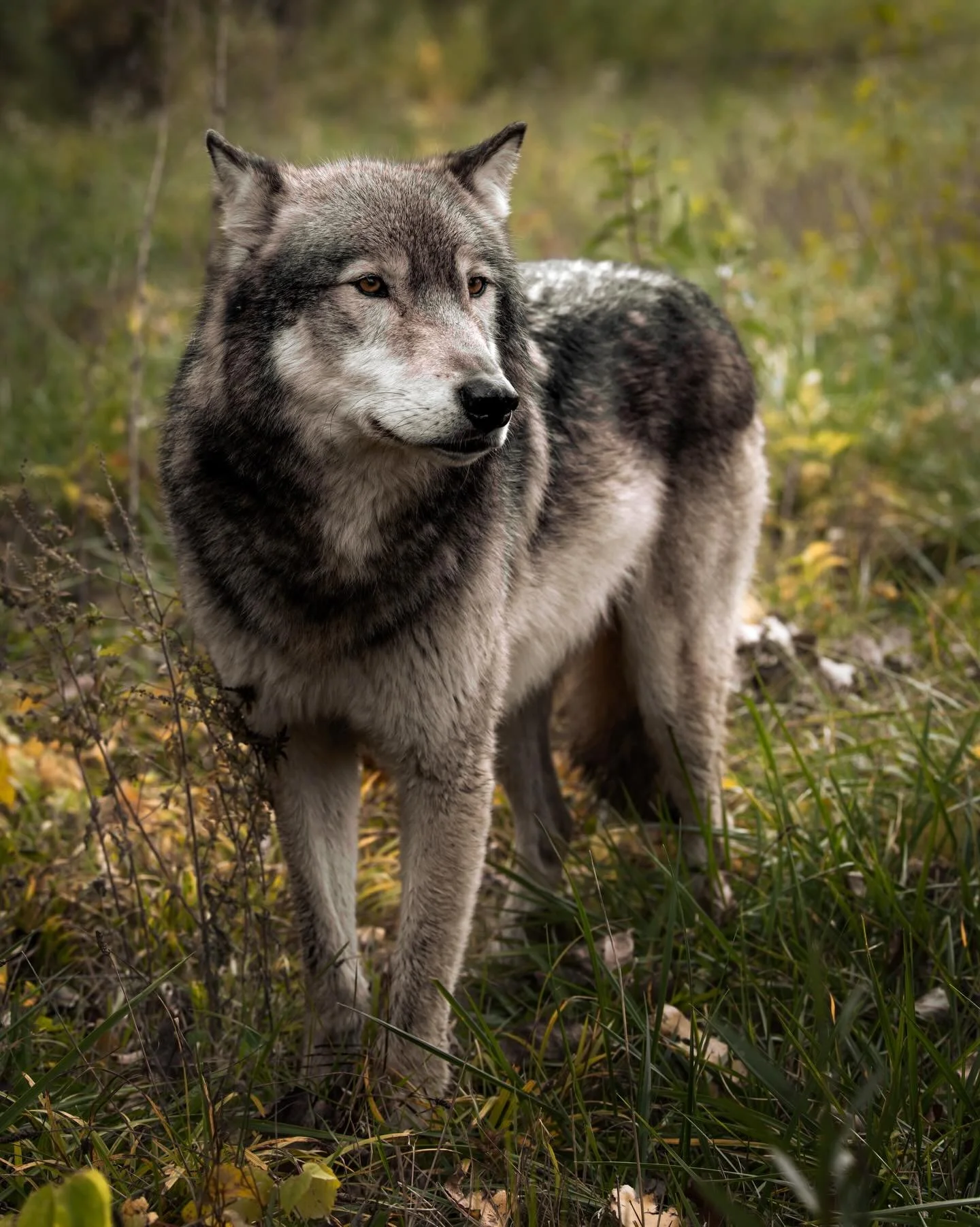 Spring mornings&hellip; #wolf #relistwolves #wolfeducation