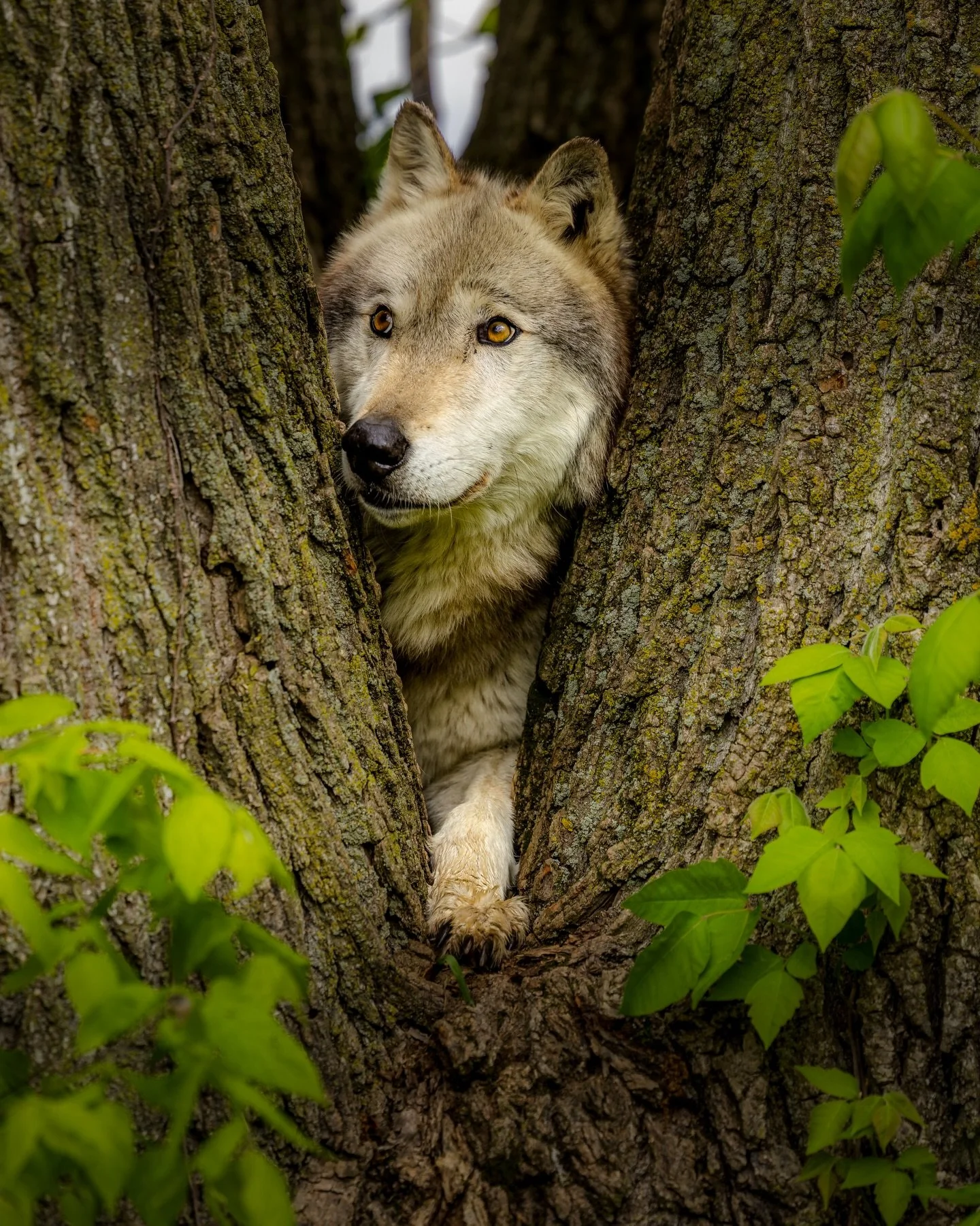 I can see that guy with the camera&hellip; but I don&rsquo;t think he can see me here &hellip; #wolf #wolves #relistwolves
