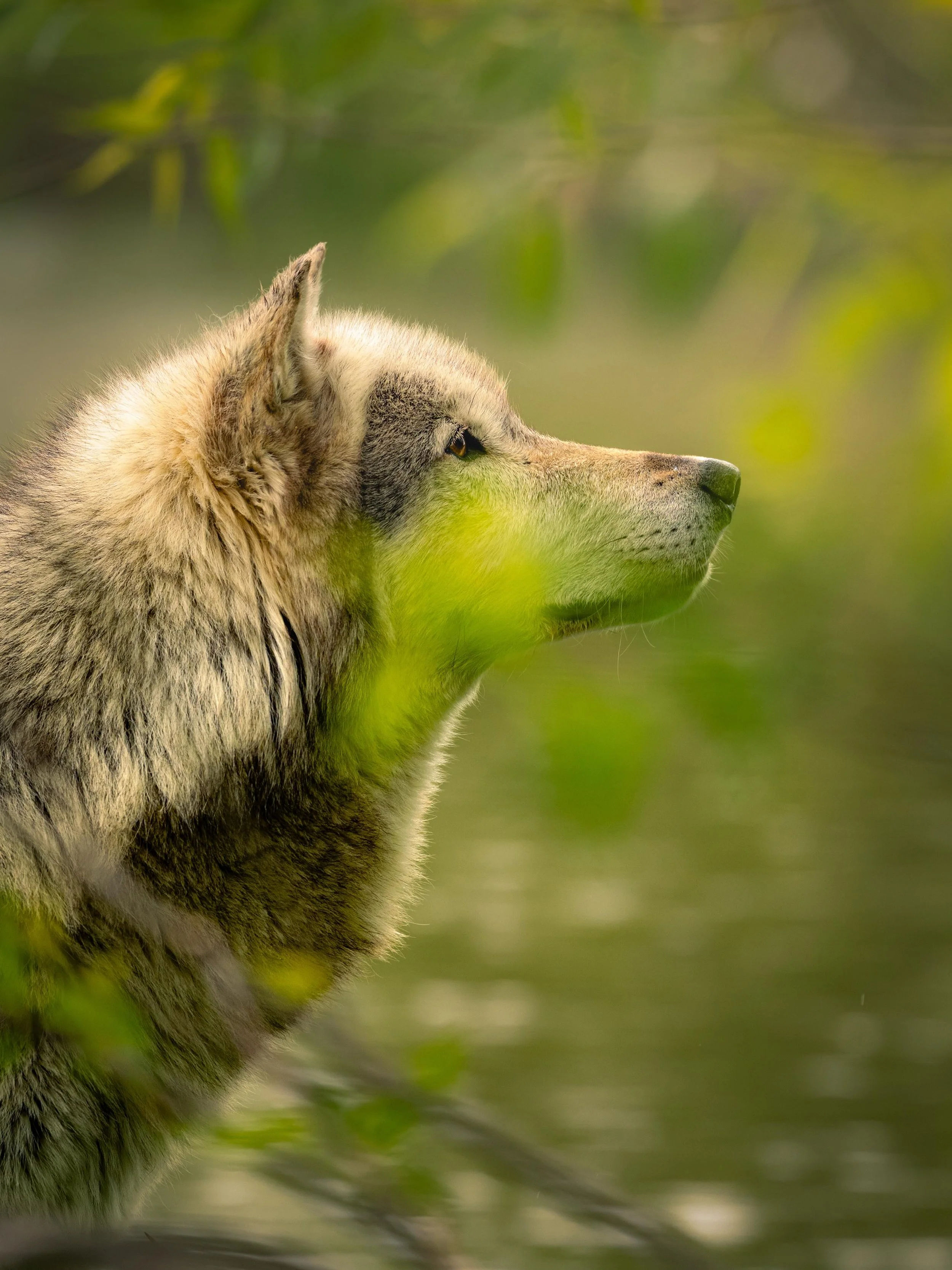 Perfect light yesterday&hellip;. #wolf #wolves #relistwolves #wolfeducation