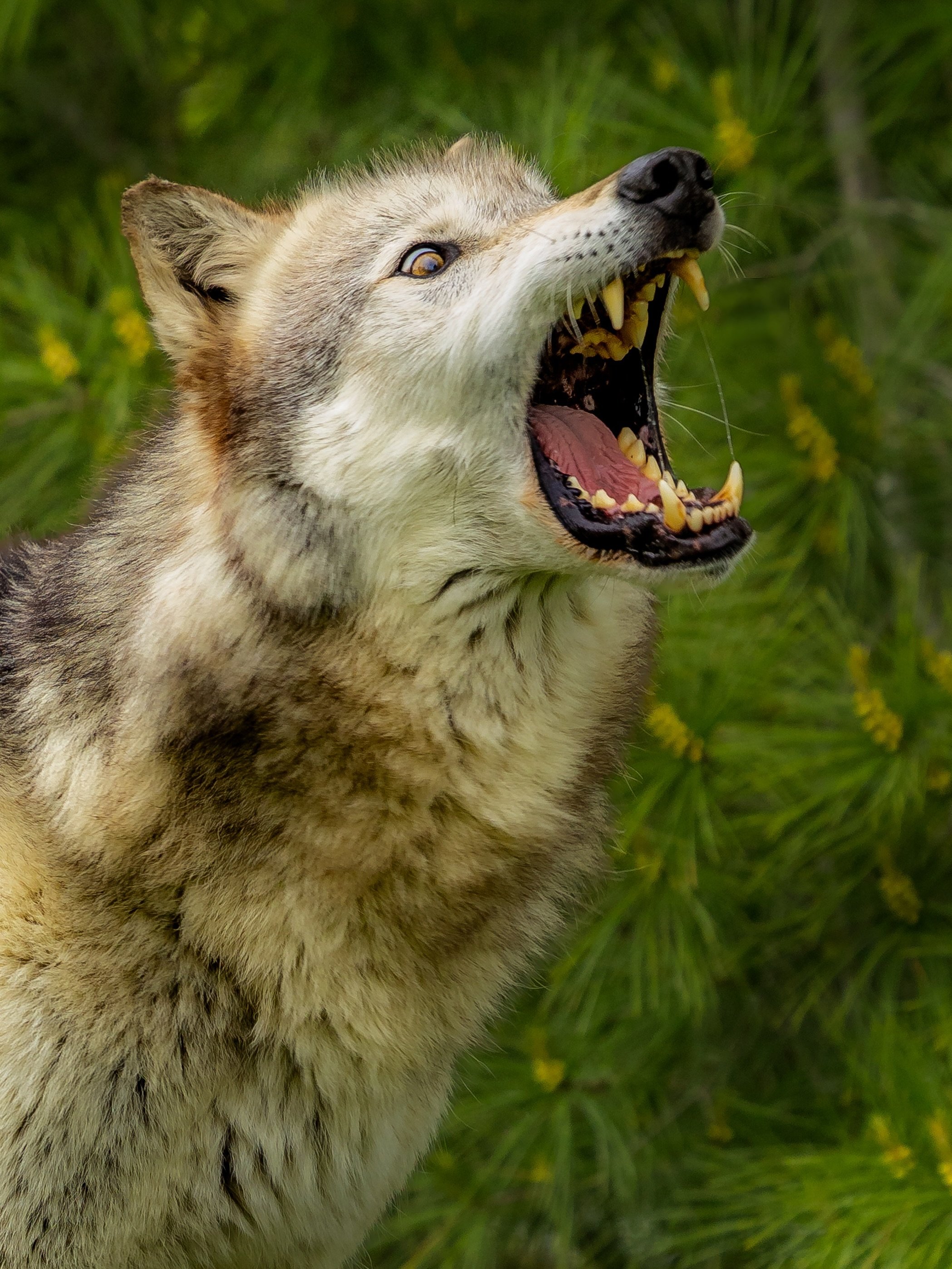 The mood this morning.. #wolf #relistwolves #wolfeducation