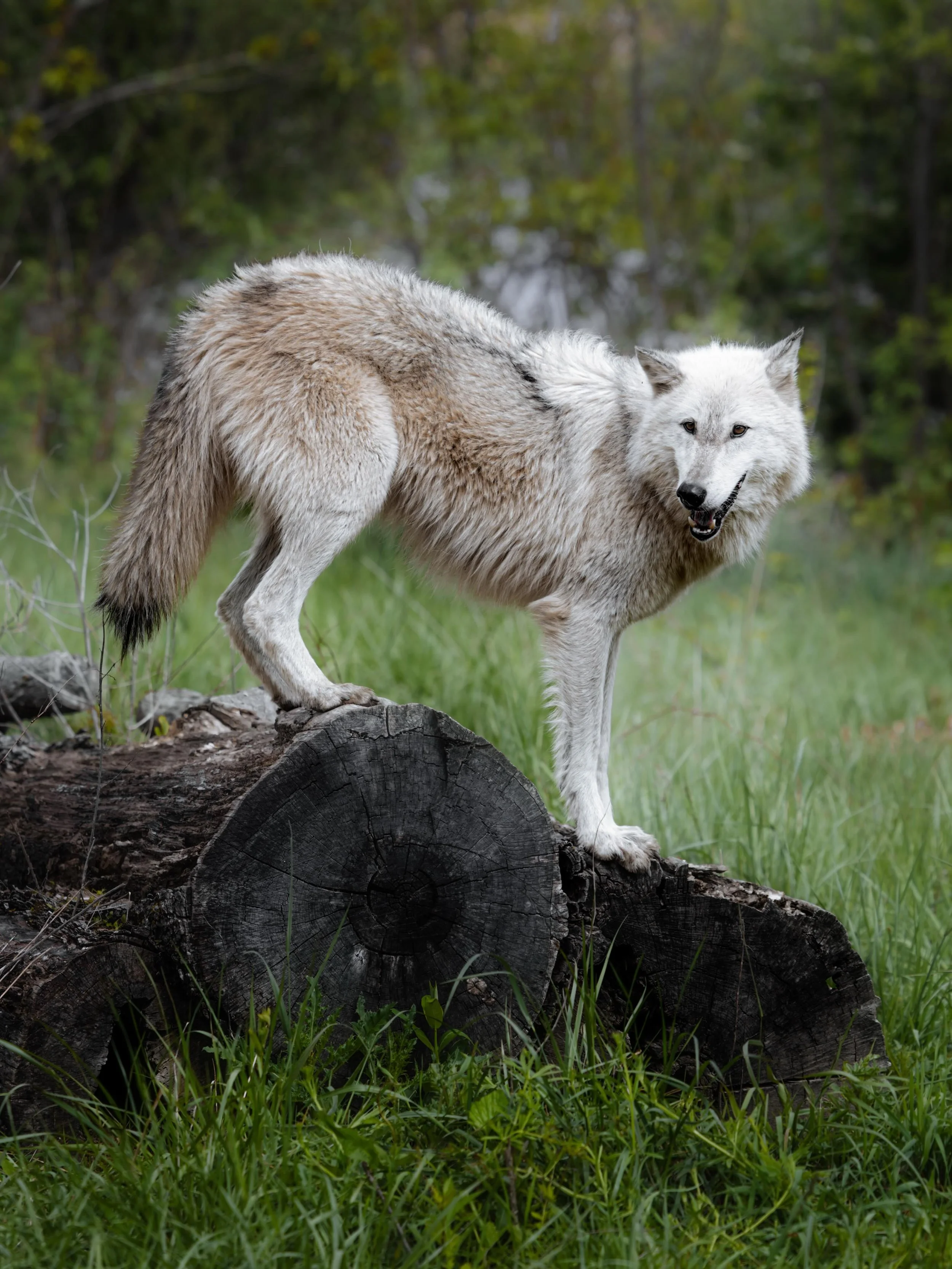 Wrapped up another podcast interview last night... this one diving deep into wolves.
The role they play in the ecosystem, the myths and fear that still follow them, the truth behind the cattle loss numbers, conservation, education... even the hard co