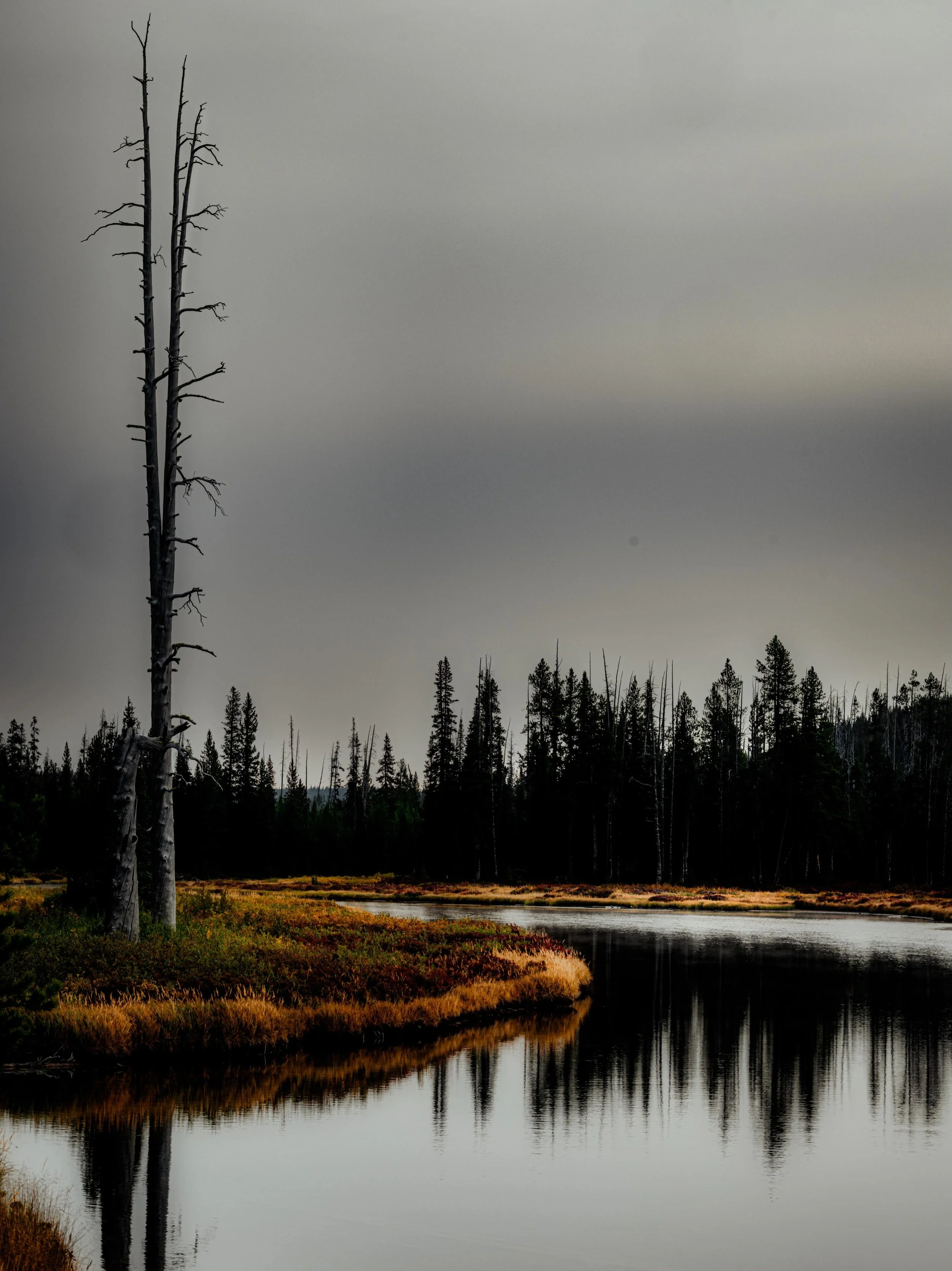 Grey, silent, moody, Yellowstone Morning&hellip; #wyoming #wyomingphotographer #yellowstone
