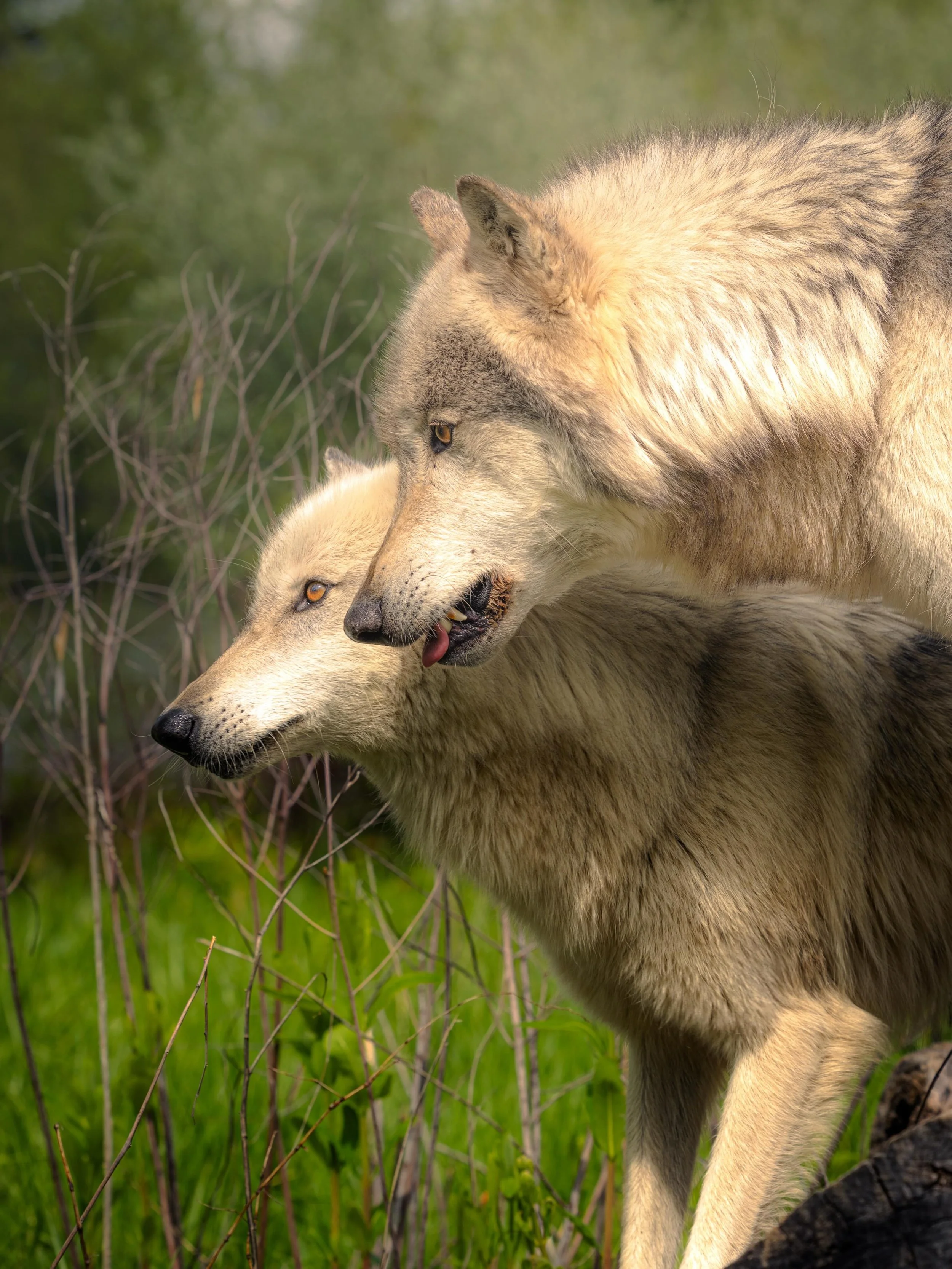 #wolf #relistwolves #wolfeducation