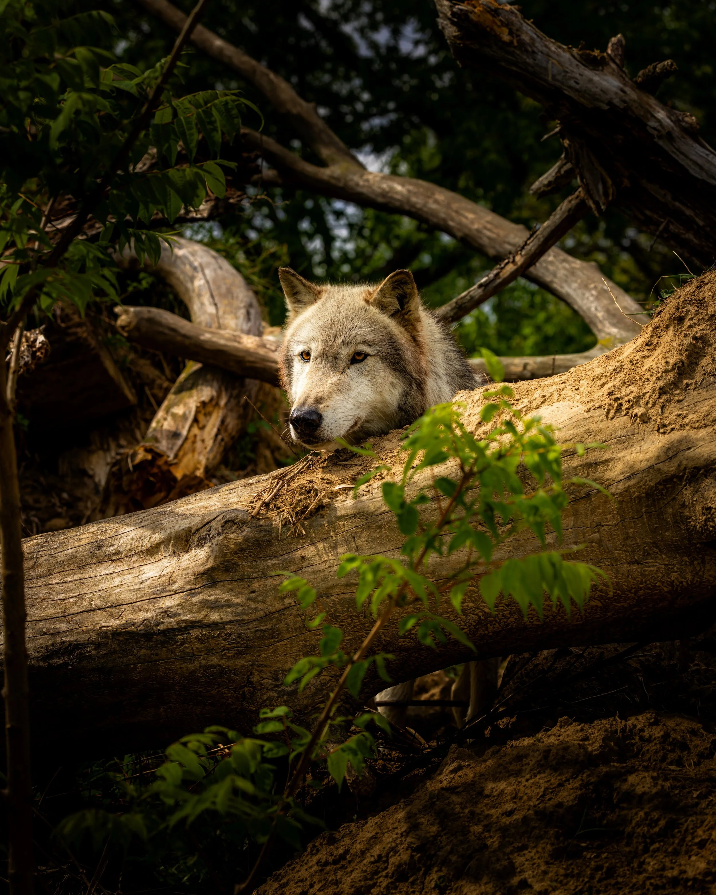 Sneaky.  Very sneaky. &hellip;. #wolf #wolves #relistwolves