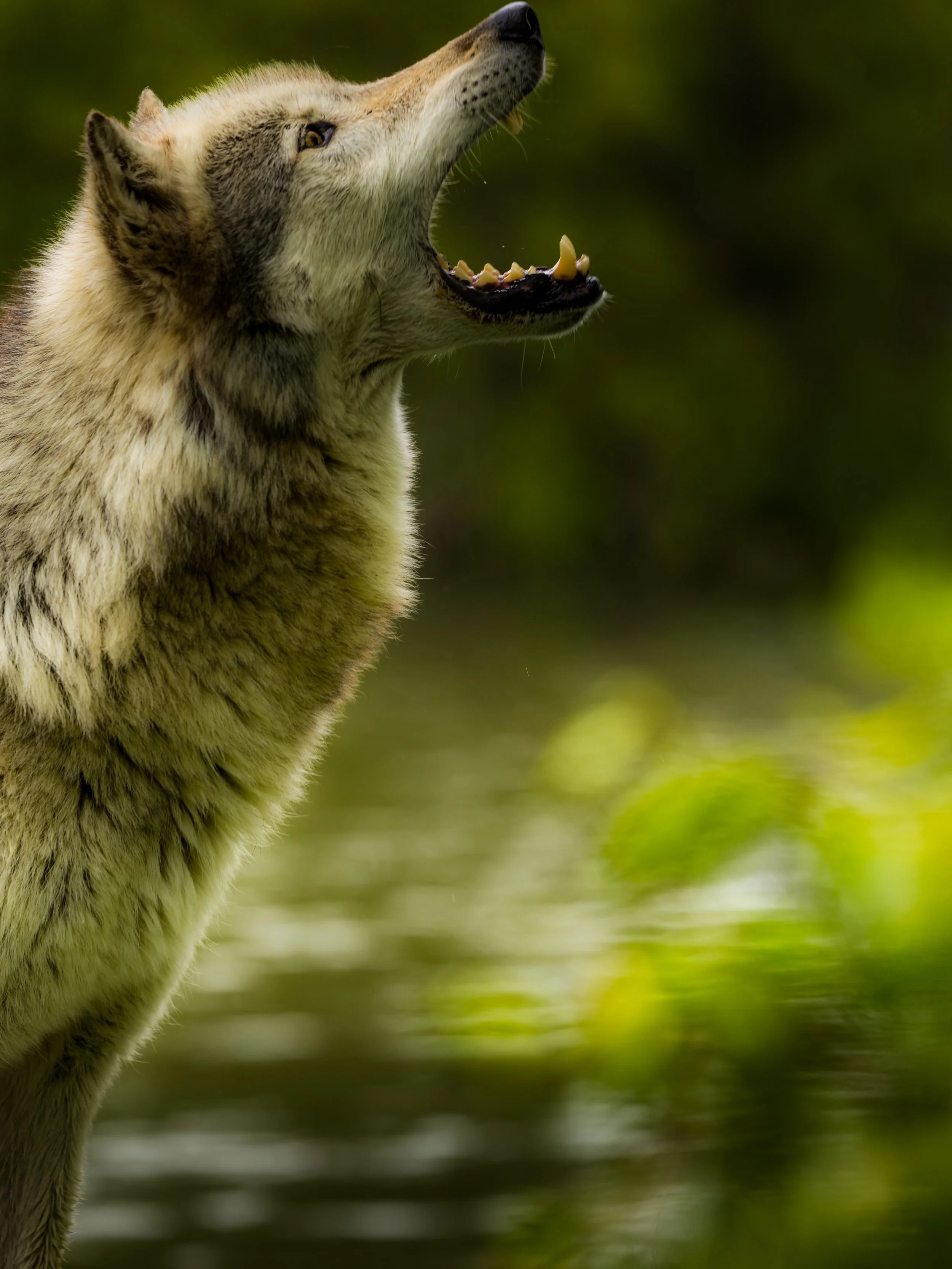 Nature is the only thing on this earth that&rsquo;s ever been honest. 

The wolf doesn&rsquo;t lie about what it is. 
Doesn&rsquo;t wear masks. 
Doesn&rsquo;t fake loyalty. 
Doesn&rsquo;t create illusions of control or permanence. 

It simply exists&