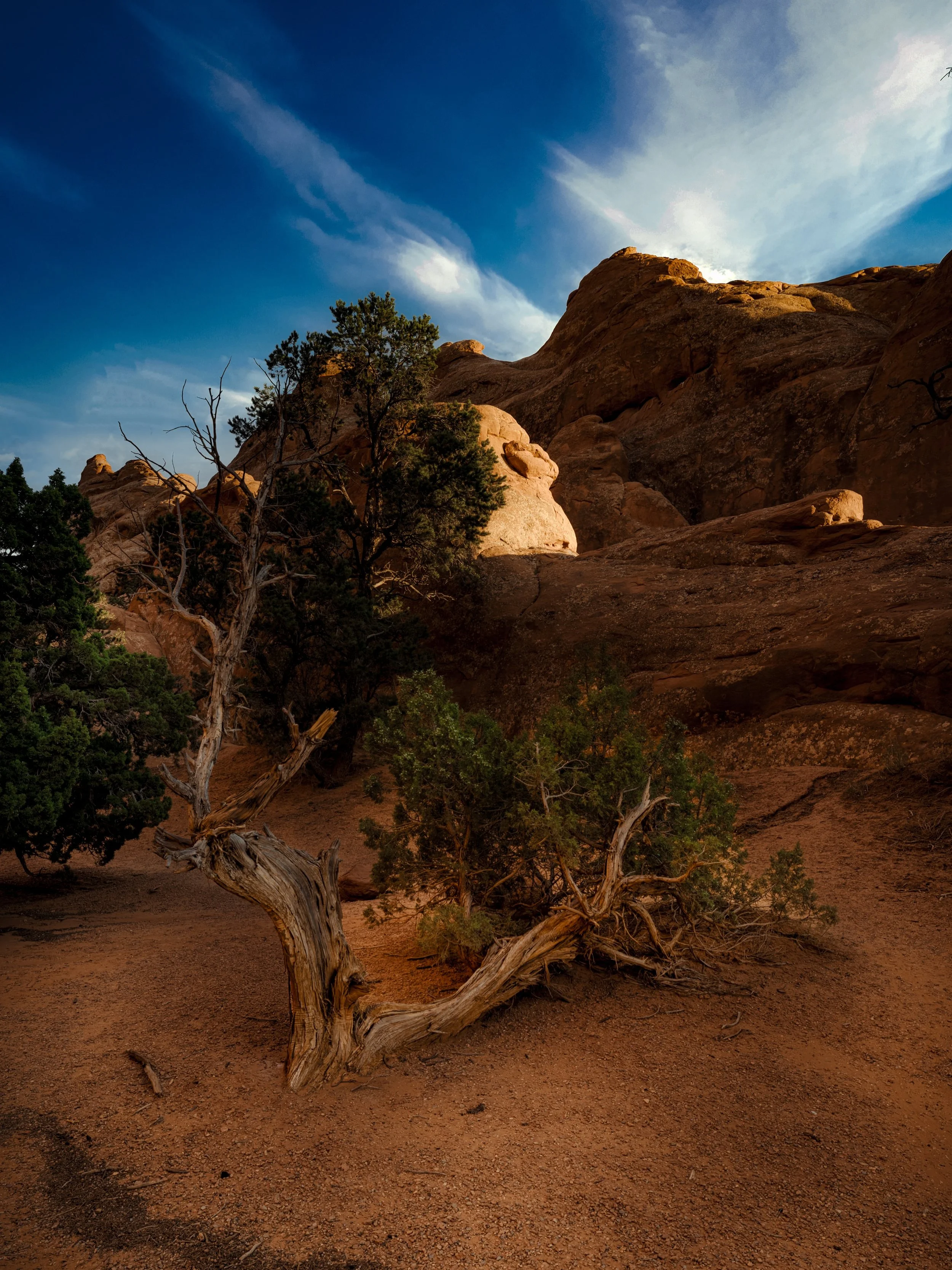 I absolutely love desert mornings #desert #desertmorning #moab #moabphotographer