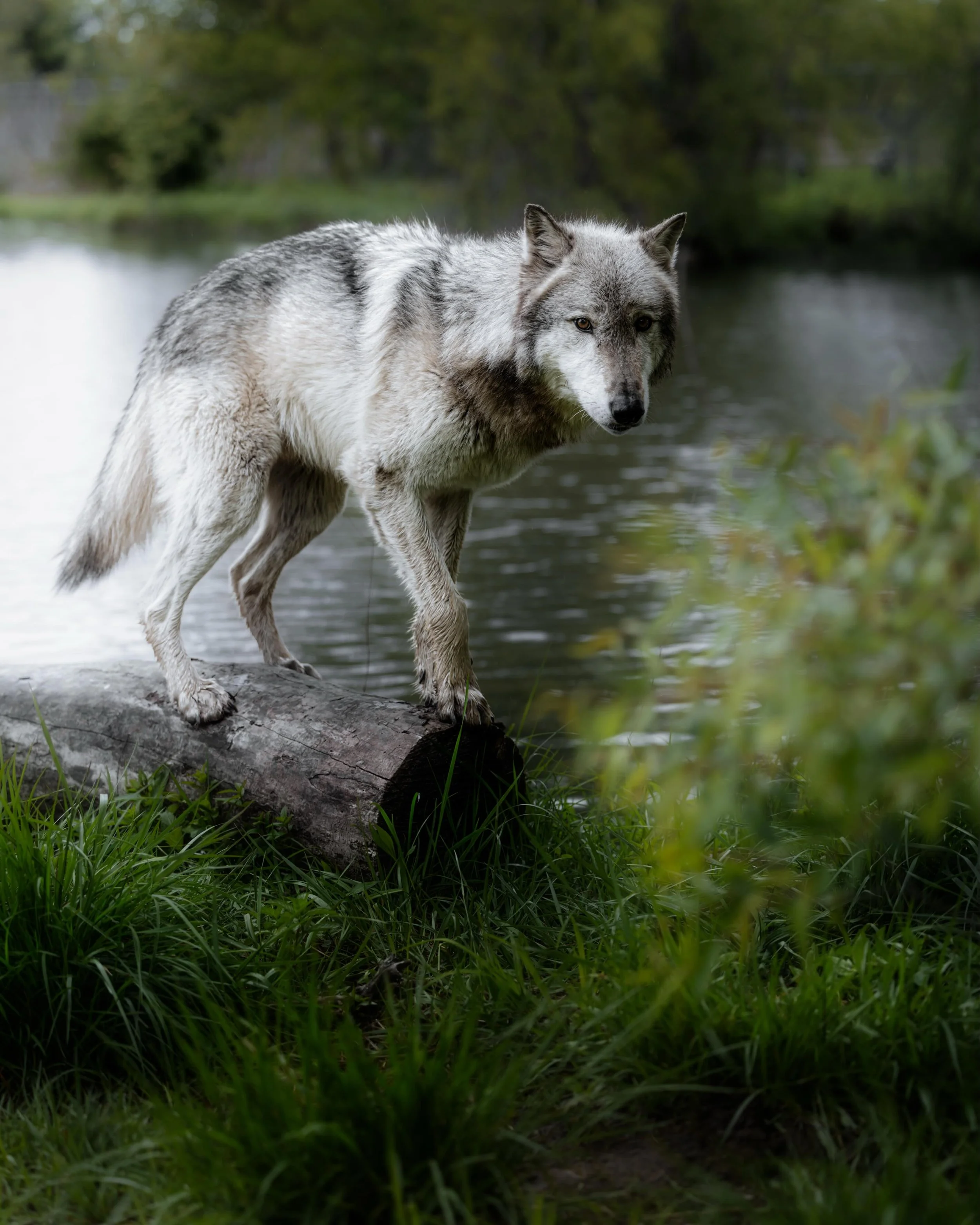 Wolves don&rsquo;t just belong to the wild&hellip; they help hold it together. 
They keep balance where man usually leaves destruction. Healthy wolf populations mean healthier herds, stronger forests, cleaner rivers, and a living ecosystem that still