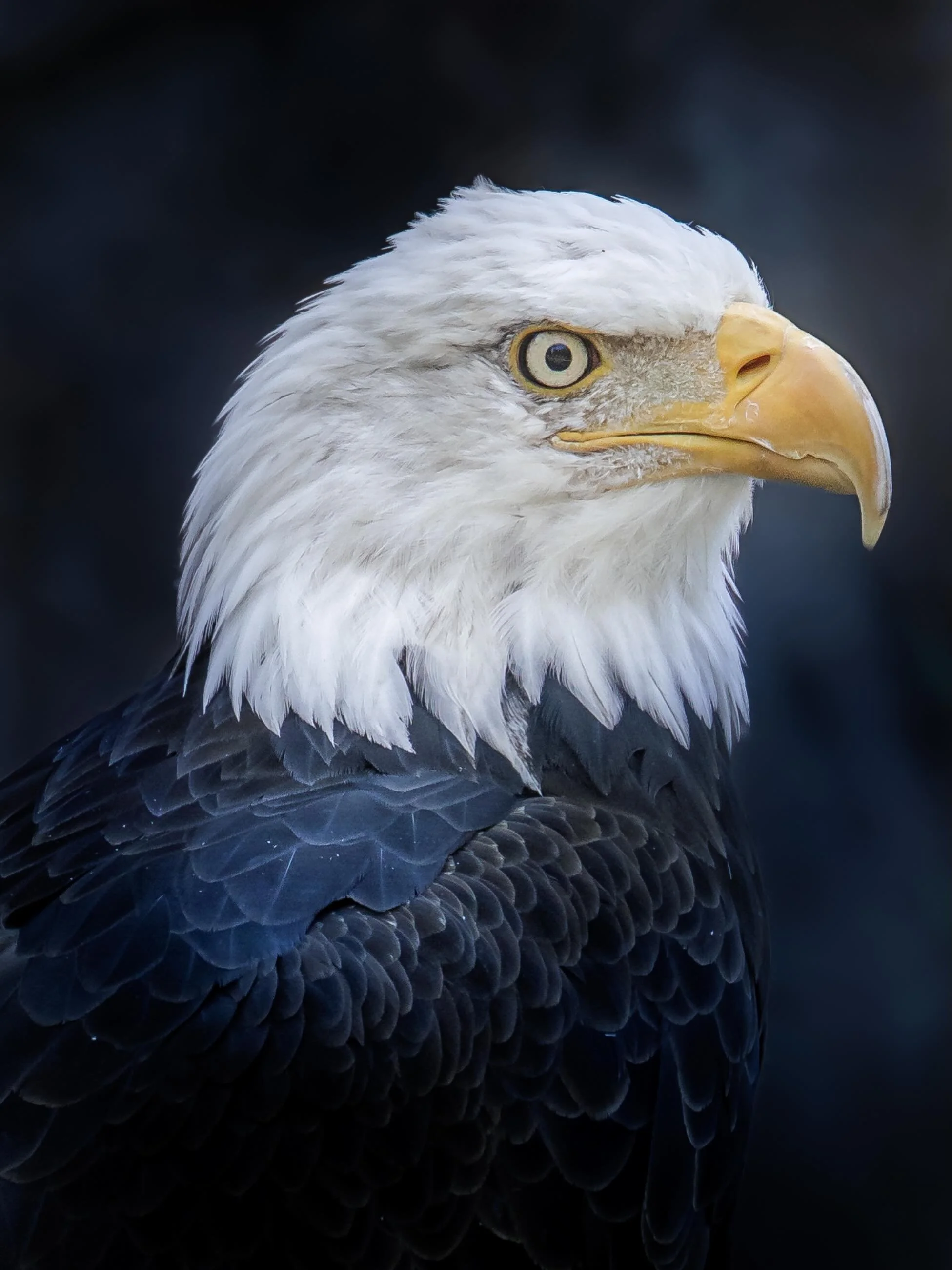 There isn&rsquo;t much more majestic than an eagle.. #eagle #baldeagles #baldeaglesofinstagram