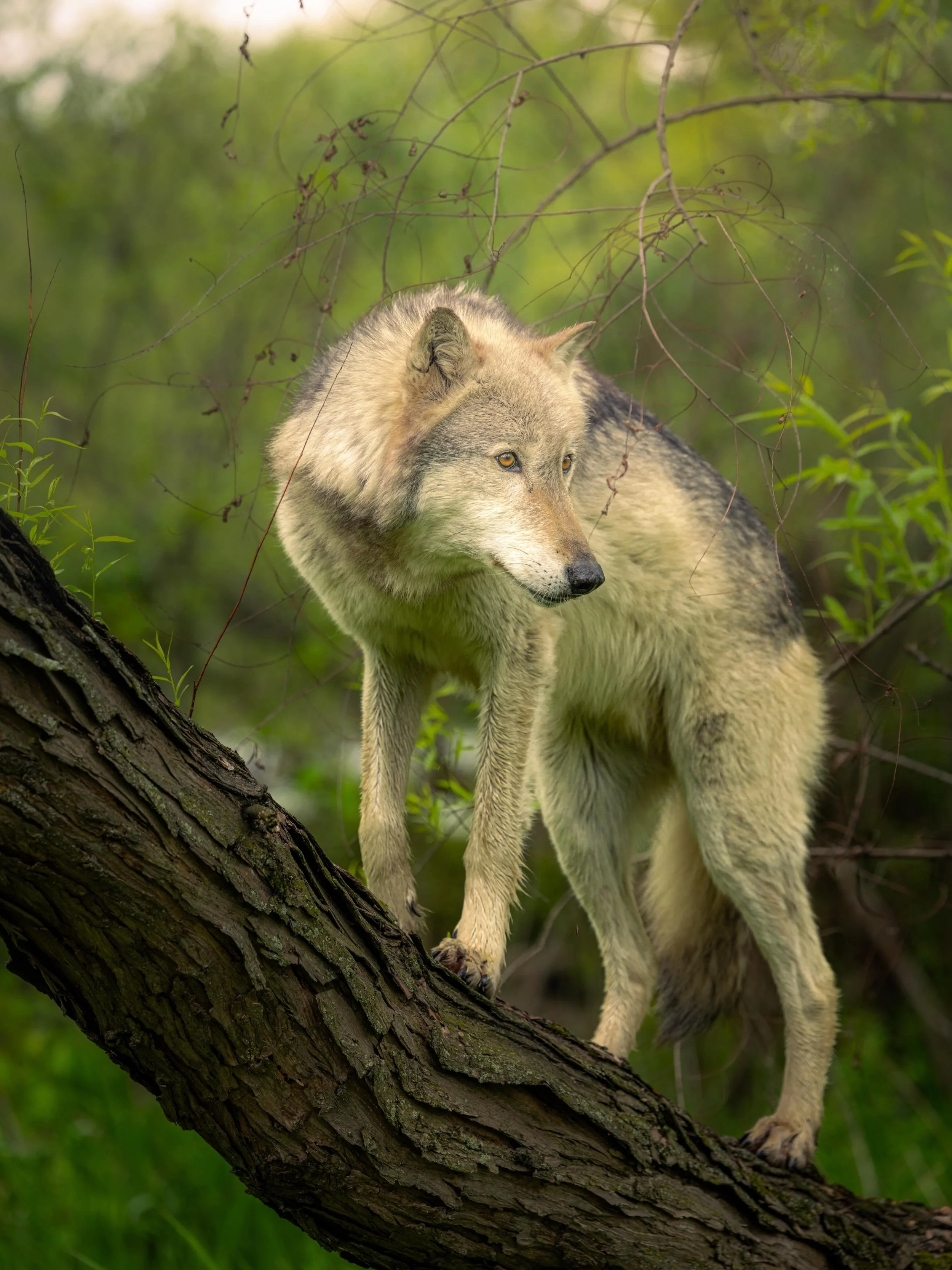 Taking pictures is savoring life intensely, every hundredth of a second&hellip; #wolf #wolves #relistwolves #wolfeducation