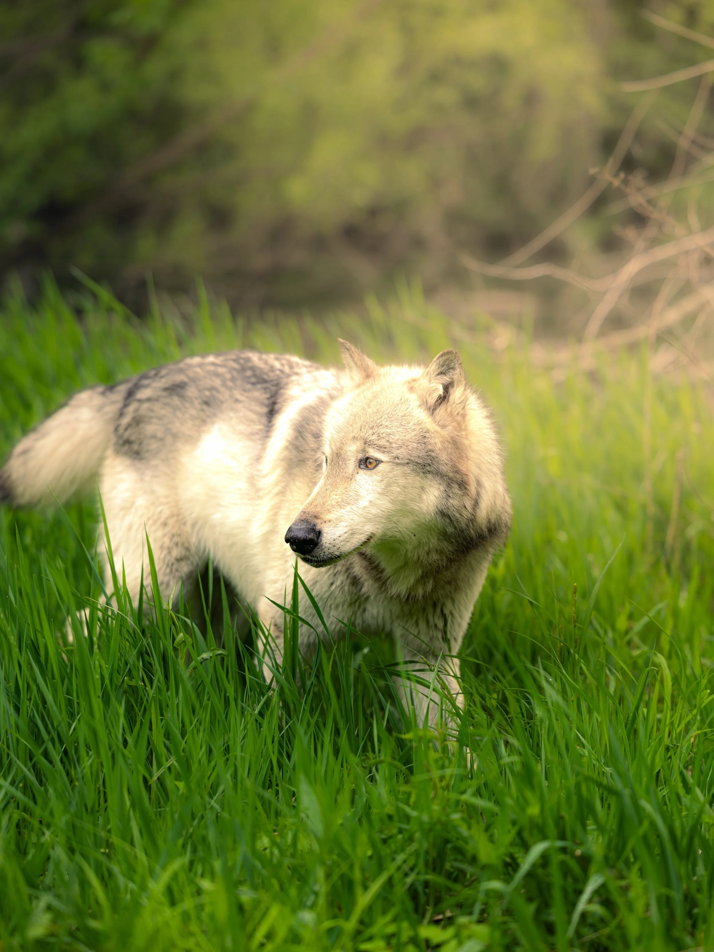 Wolves don&rsquo;t apologize for being who they are.&hellip;. #wolf #wolves #relistwolves