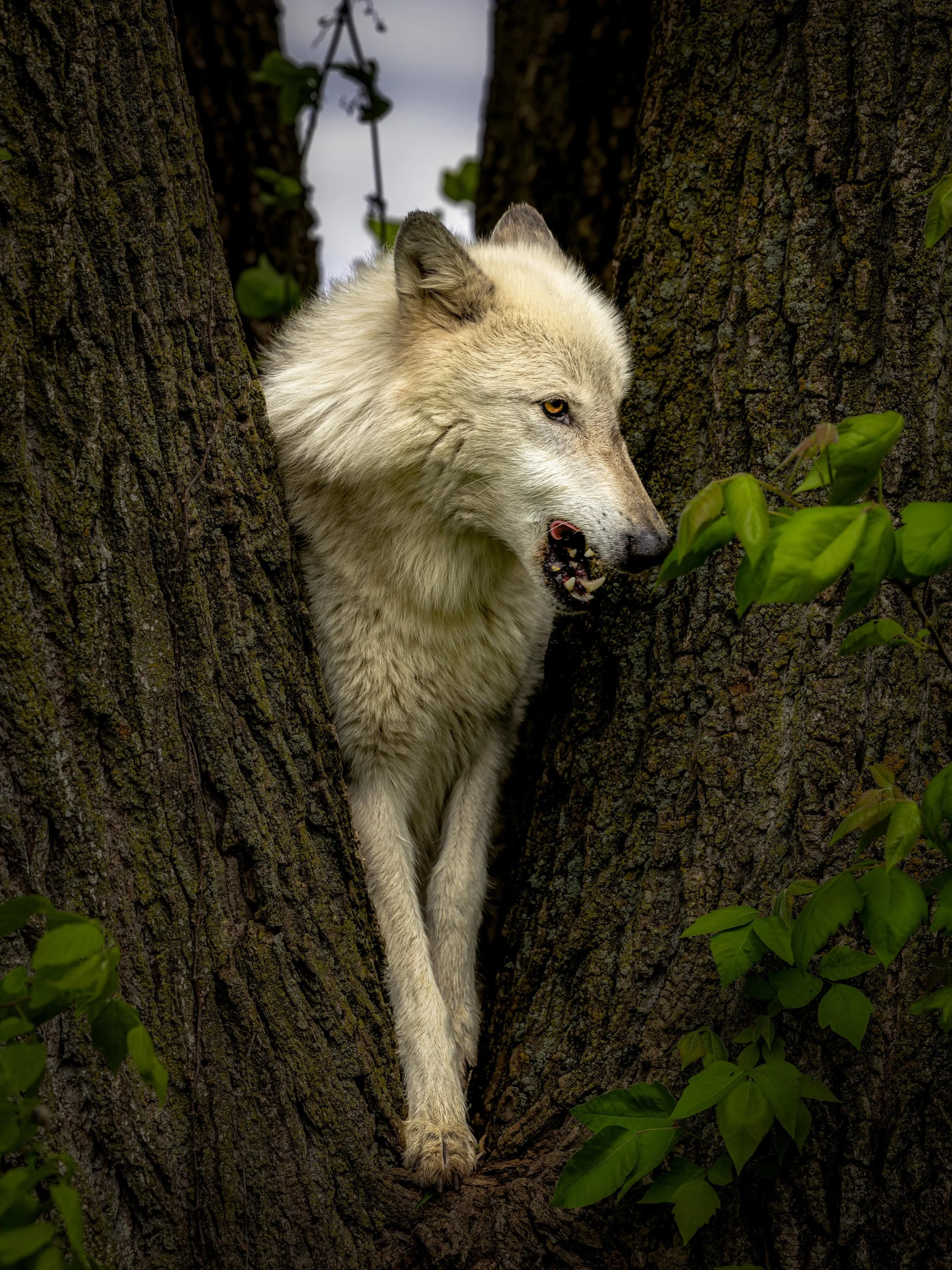 Ok, technically it is Tuesday&hellip;.. but it feels like Monday&hellip;. #wolf #wolves #relistwolves