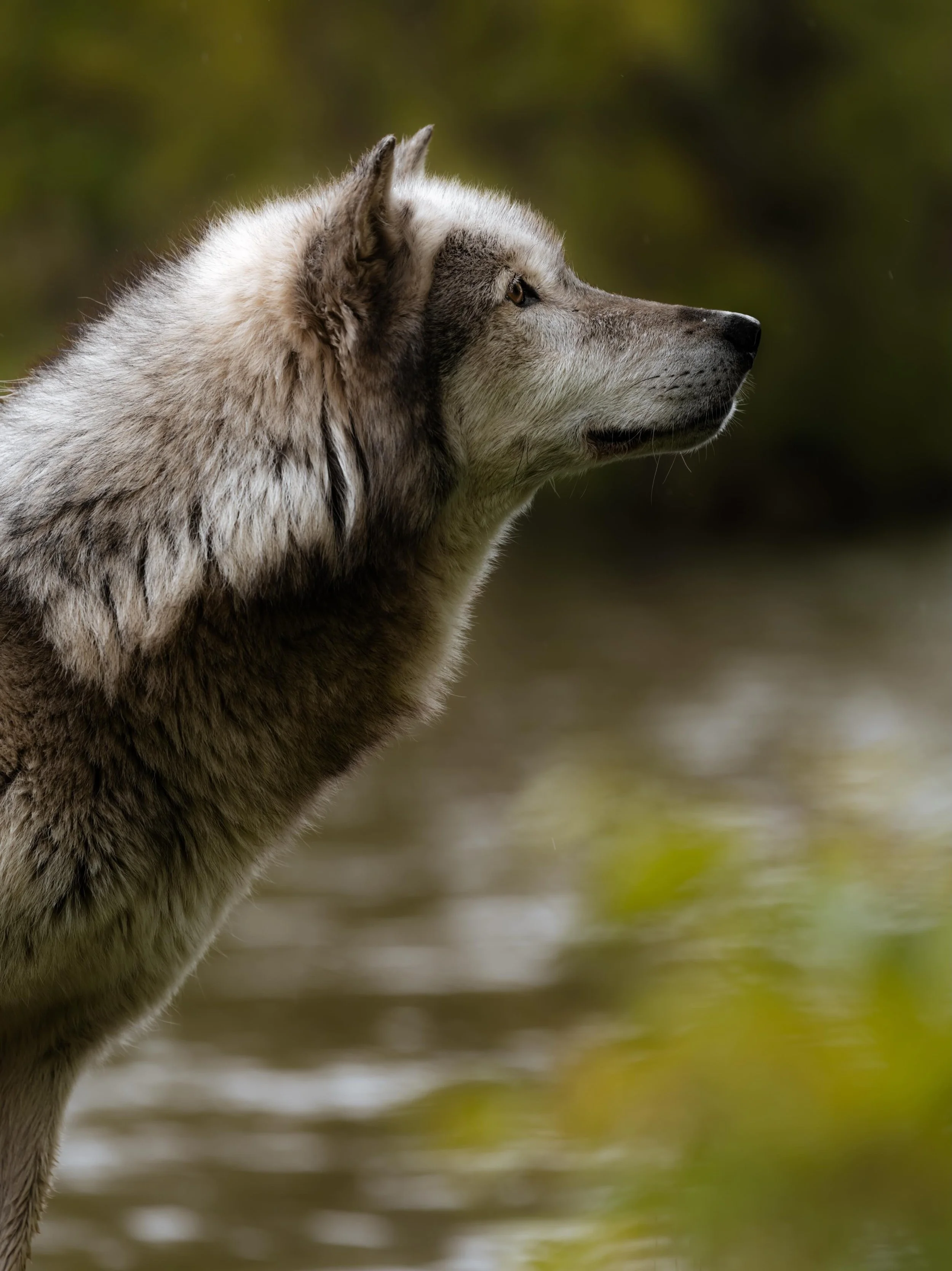 Some of the best mornings start in silence.

Just me, the fog, a camera, and the sound of wolves echoing through the trees as the sun slowly burns through the cold. #wolf #relistwolves #wolfconservation #wolfeducation
