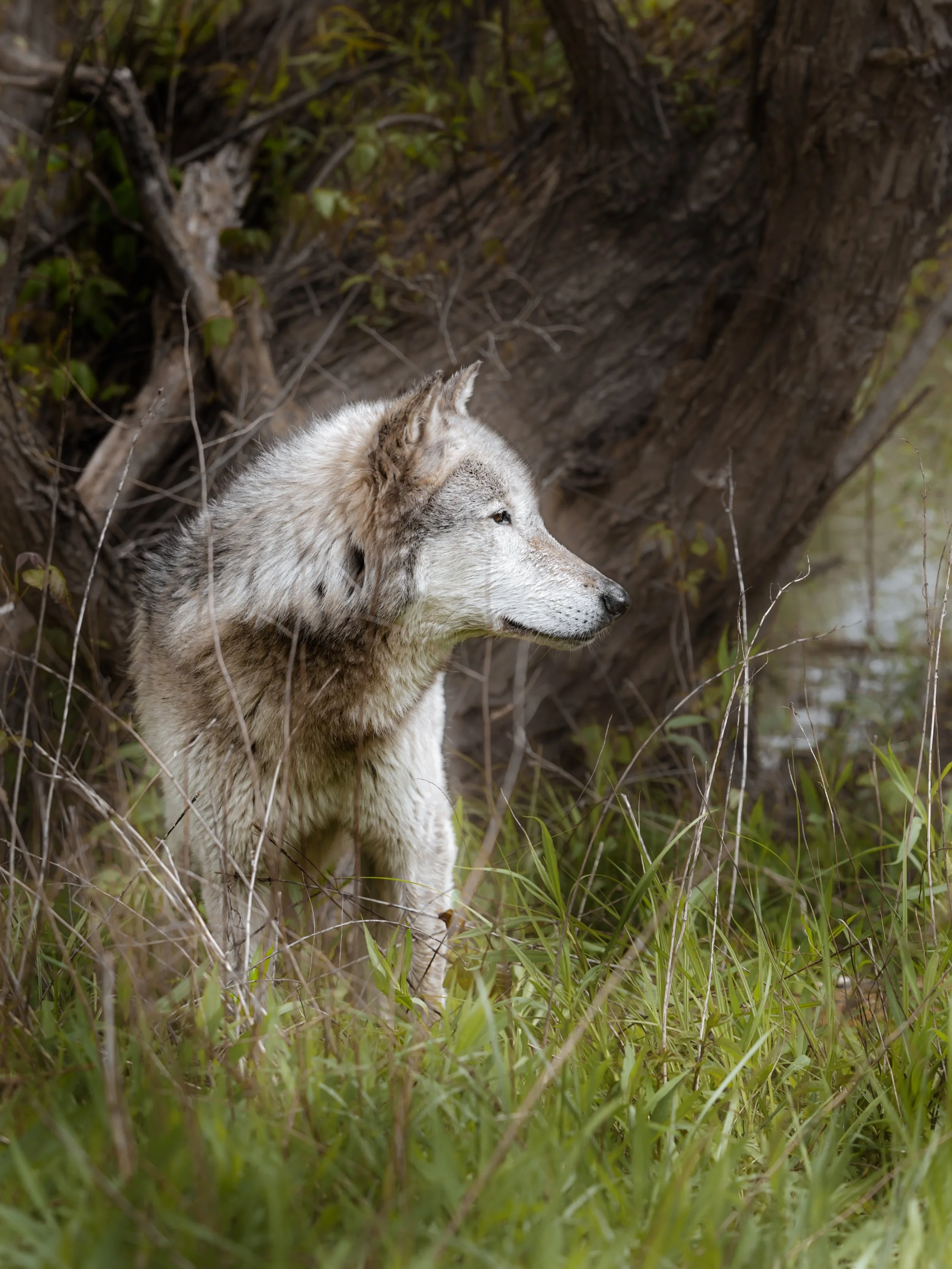 Morning &hellip;. #wolf #wolves #relistwolves #wolfeducation