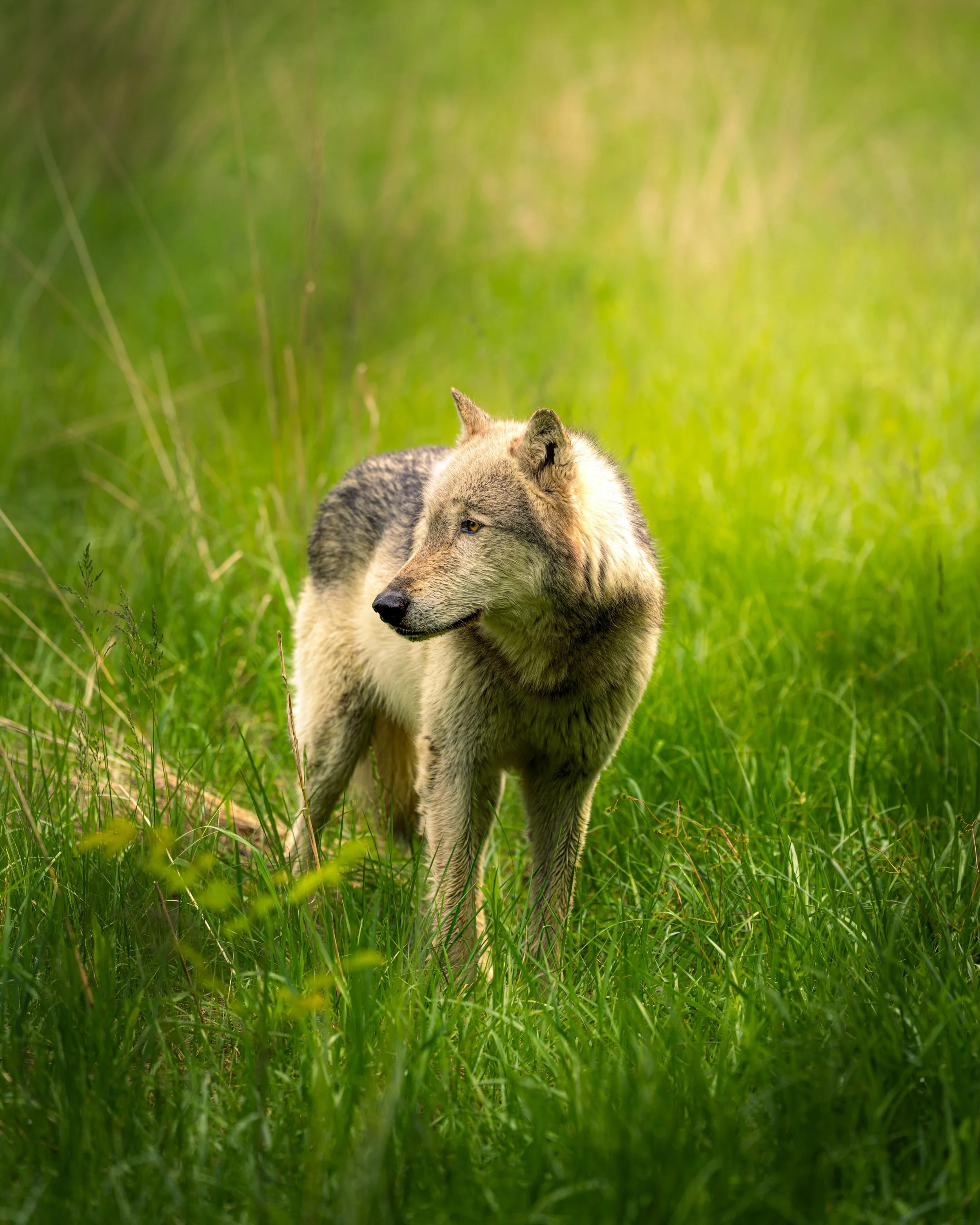 #wolf #relistwolves #wolfeducation