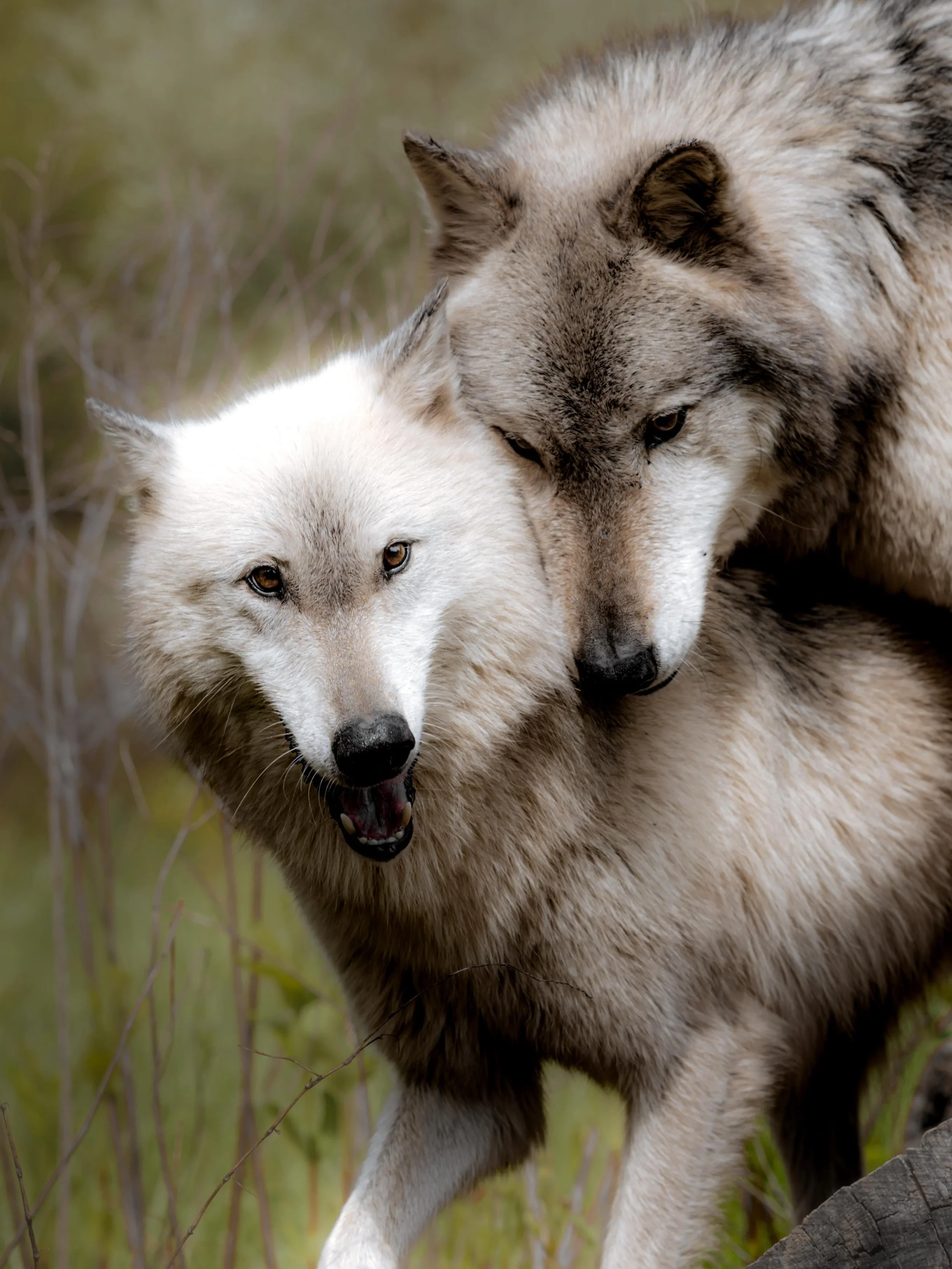 Wolves remind us that strength isn&rsquo;t always about standing alone.

They live as family. They raise their young together. They protect one another. When one struggles, the pack slows down. When one is lost, they feel it.

In a world that often c