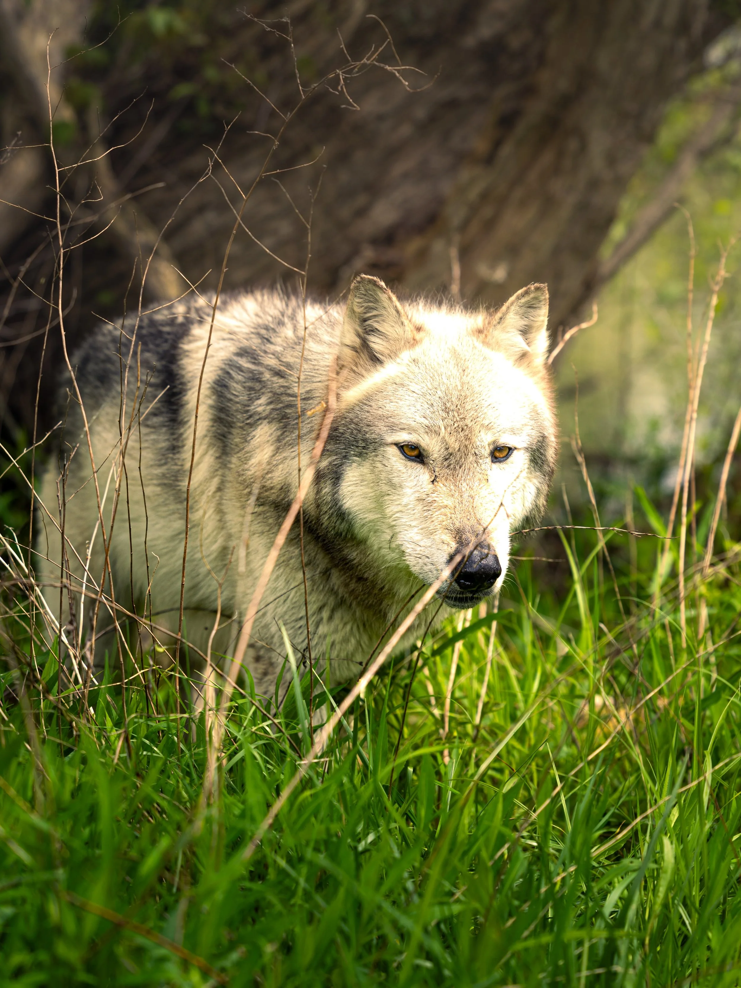 Awesome mornings &hellip; #wolf #wolves #relistwolves #wolfeducation