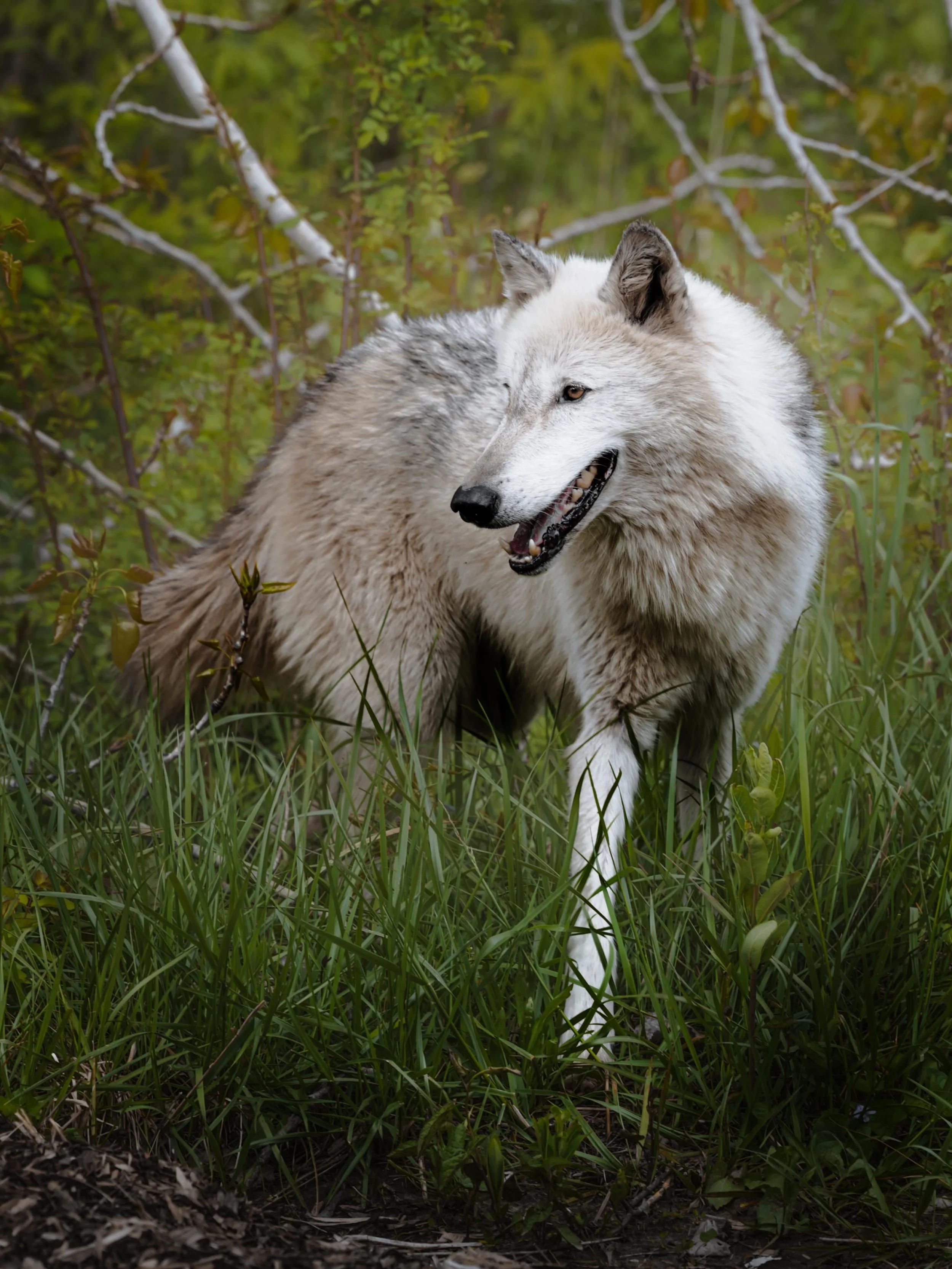 #wolf #wolves #relistwolves #wolfeducation