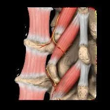 The Effect of Exparil(Injectable Liposomal Bupivicaine) on length of stay after outpatient Midline Fusion