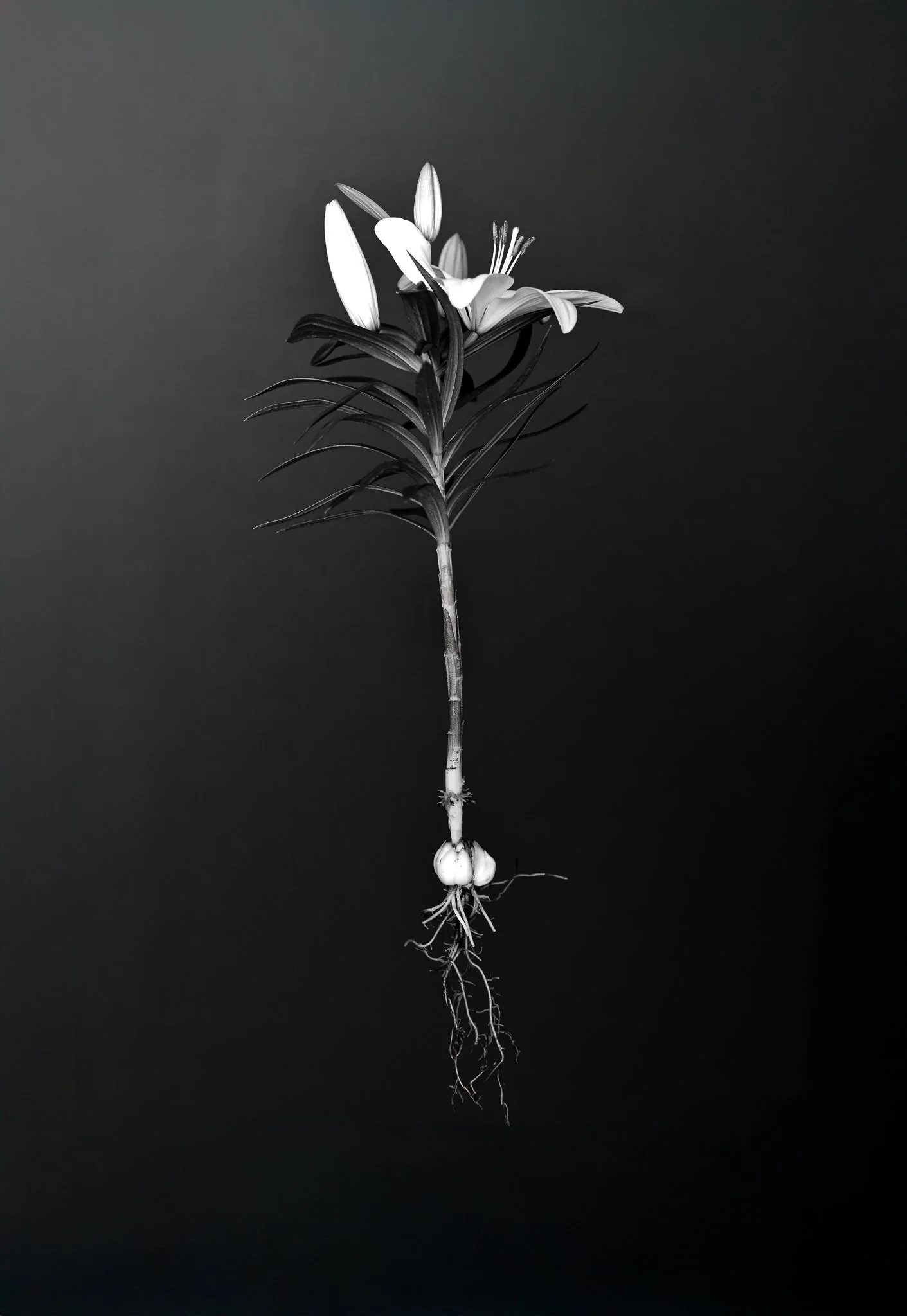 A FORM IT COULD NOT IMAGINE