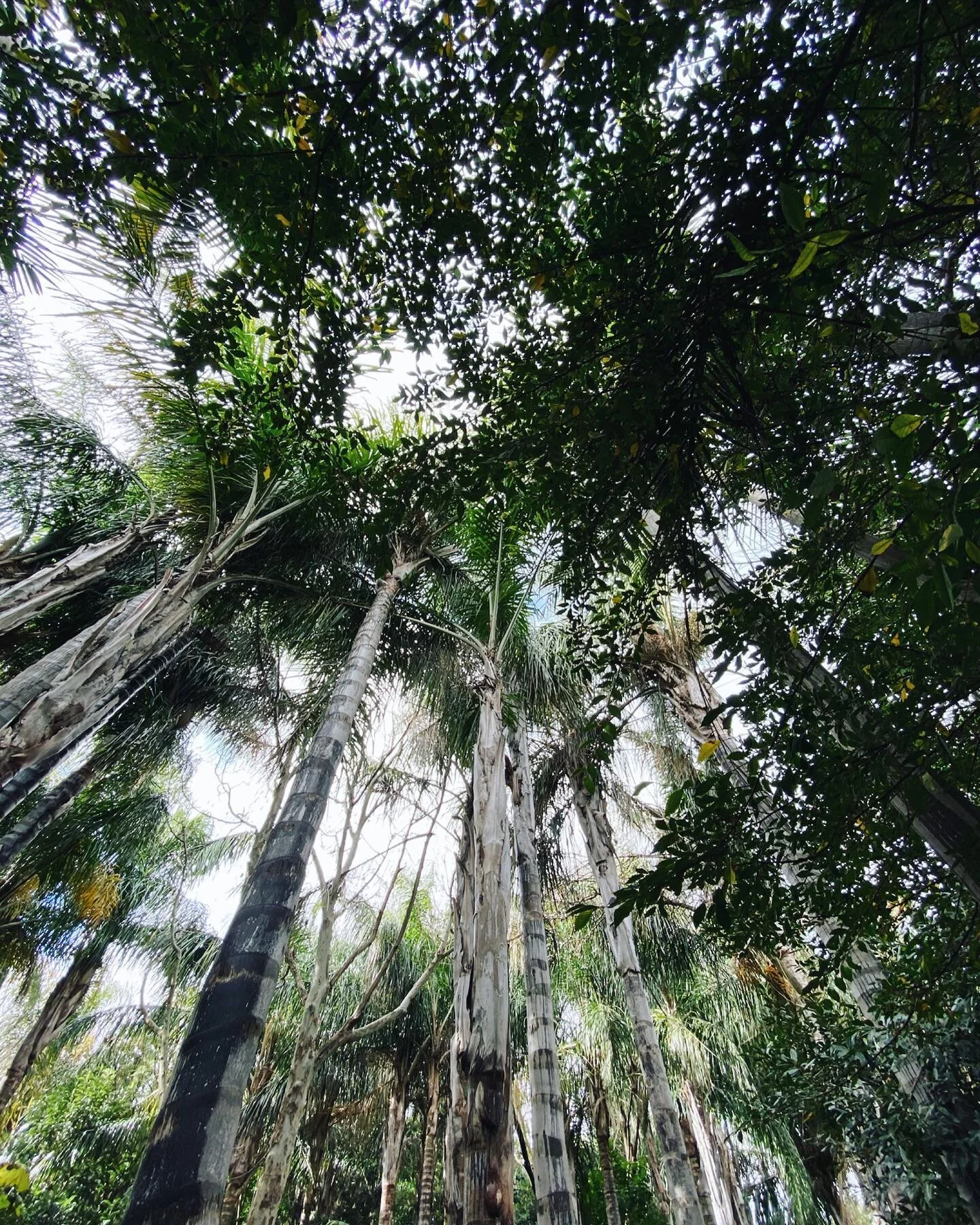 Reconnect &bull; Reminder &bull; Release

Sometimes we just need to spend some time out in Nature, surrounded by green magic 🌿 💫 When we do so the air we breathe changes, our mind is altered and our vibrations are raised. 

Allow this to be your re