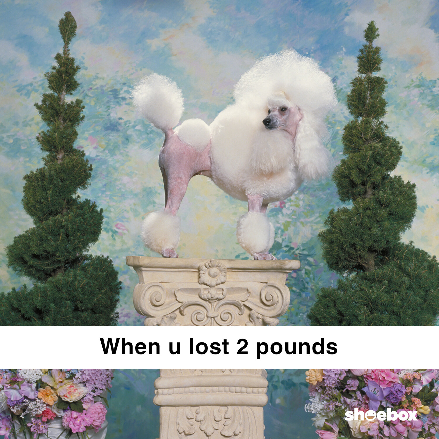 When-U-2PoundPoodle.jpg