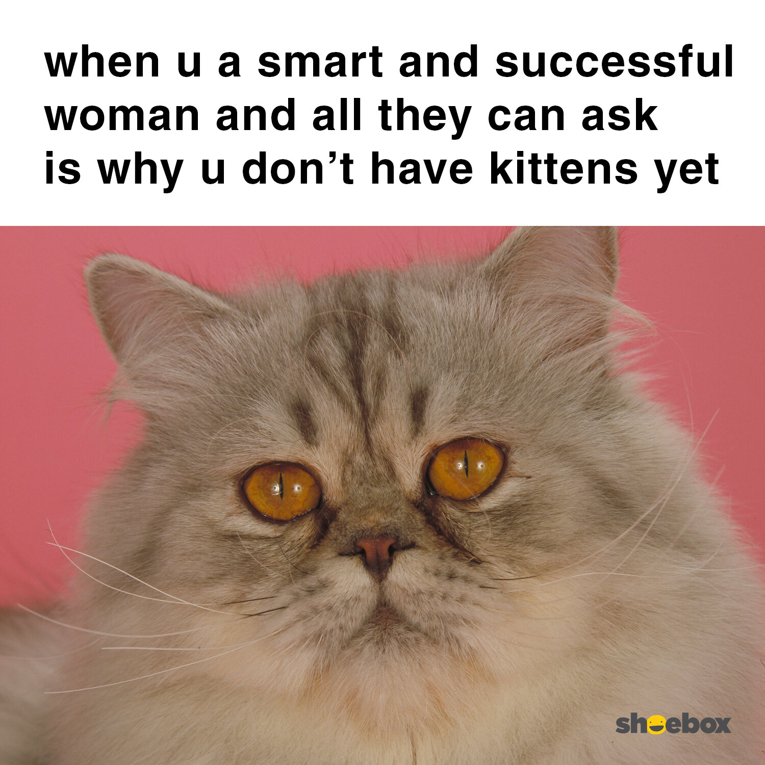 When-U-Success-kittens.jpg