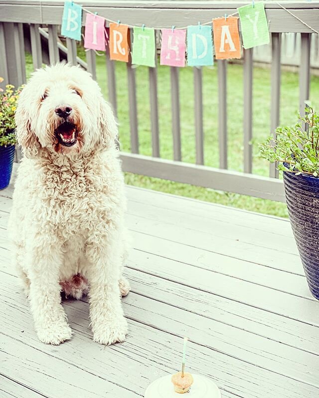 🎈 Happy 10th birthday to this old man! It&rsquo;s hard to believe we&rsquo;ve had you for this long! I don&rsquo;t want to know life without you bud! Here&rsquo;s to many more years of spunk! We love you Riley bud! 🐾 .
.
.
.
#doodleoftheday #doodle