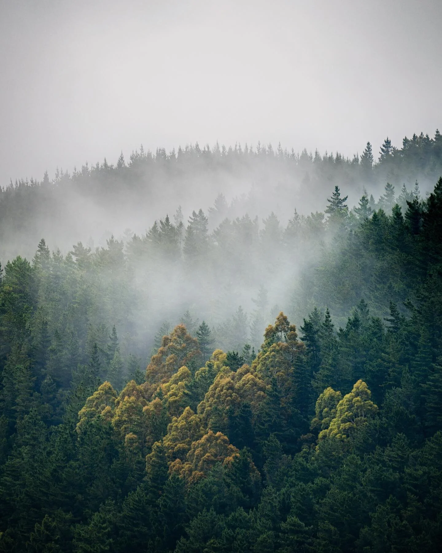 Layers and moody fog in Summer, who would have thought we would still be getting conditions like this in December here in Australia 
I took this shot yesterday on a visit to Beauchamp Falls for the first time in over two years it finally open again w