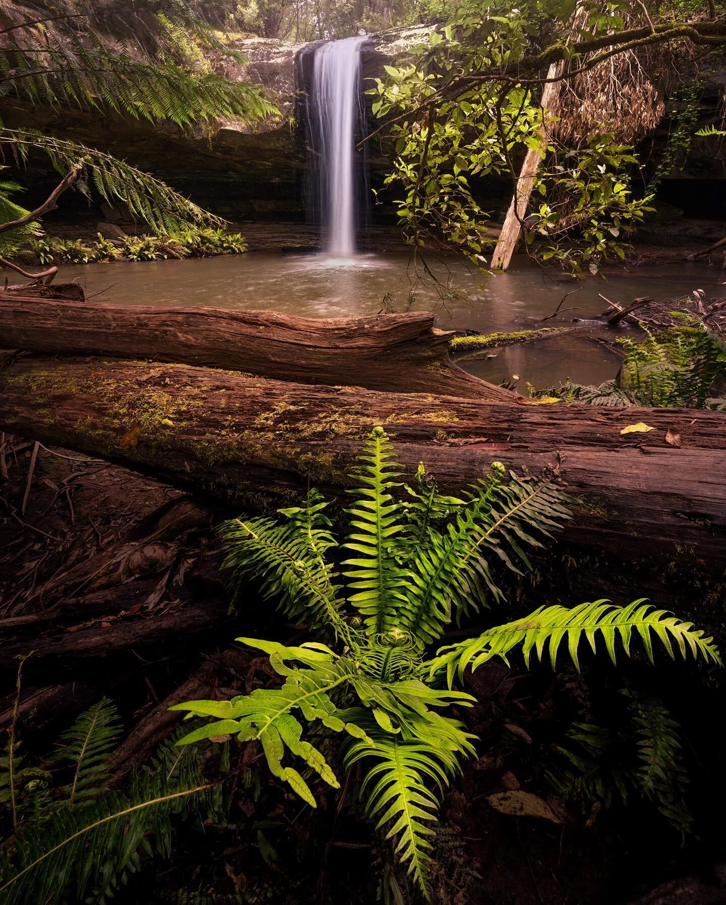 lower kalimna falls in The Otway National Park 
Check out my Reels to see the behind-the-scenes video from this image 
Nikon Z6
Nikon 14-30mm
Nisi CPL filter
Sirui tripod
_________________________________
I'm a Nisi filters, Sirui &amp; explore tripo