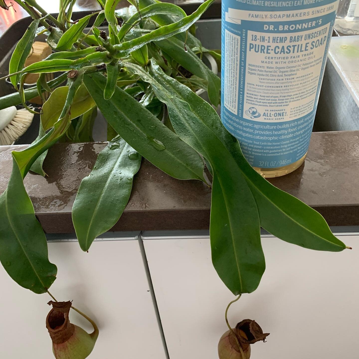 My poor Nepenthes (aka Bitey) has spider mites 😟
Beginning the recovery process - thank you @bloomscape for the advice! 
Then he&rsquo;ll have to be quarantined from the other plants 🌱 
#QuarantineWithinQuarantine