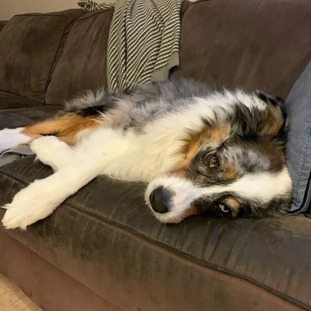 As people all over the world have adapted to #zoom life, their families have also had to adapt - staying quiet during classes or meetings, staying away from the Zoom &ldquo;area&rdquo; - it&rsquo;s been hard sometimes to accomodate this new life. Some of my family are better at hiding their irritation than others... #630am #tooearly 
#movementwithmeaning #pilatesadelaide #pilates #infinitypilateswestlakes #infinitypilatesandpersonaltraining #online #MindBody #zoom #pilateslovers #fitness #healthy #westlakes #pilateslife #classes #workout #training #fitness #2020 #strong #healthy #fallinlovewithmovement
#weareallinthistogether #stayhome #community #friendships