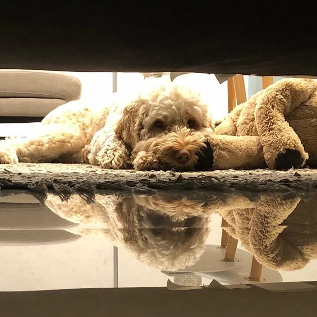 Looking forward to seeing you all (plus dogs, cats, babies and toddlers) for another week on #Zoom!

Book via MindBody or message us.

#movementwithmeaning #pilatesadelaide #pilates #infinitypilateswestlakes #infinitypilatesandpersonaltraining #online #MindBody #zoom #pilateslovers #fitness #healthy #westlakes #pilateslife #classes #workout #training #fitness #2020 #strong #healthy #fallinlovewithmovement
#weareallinthistogether #stayhome #community #friendships