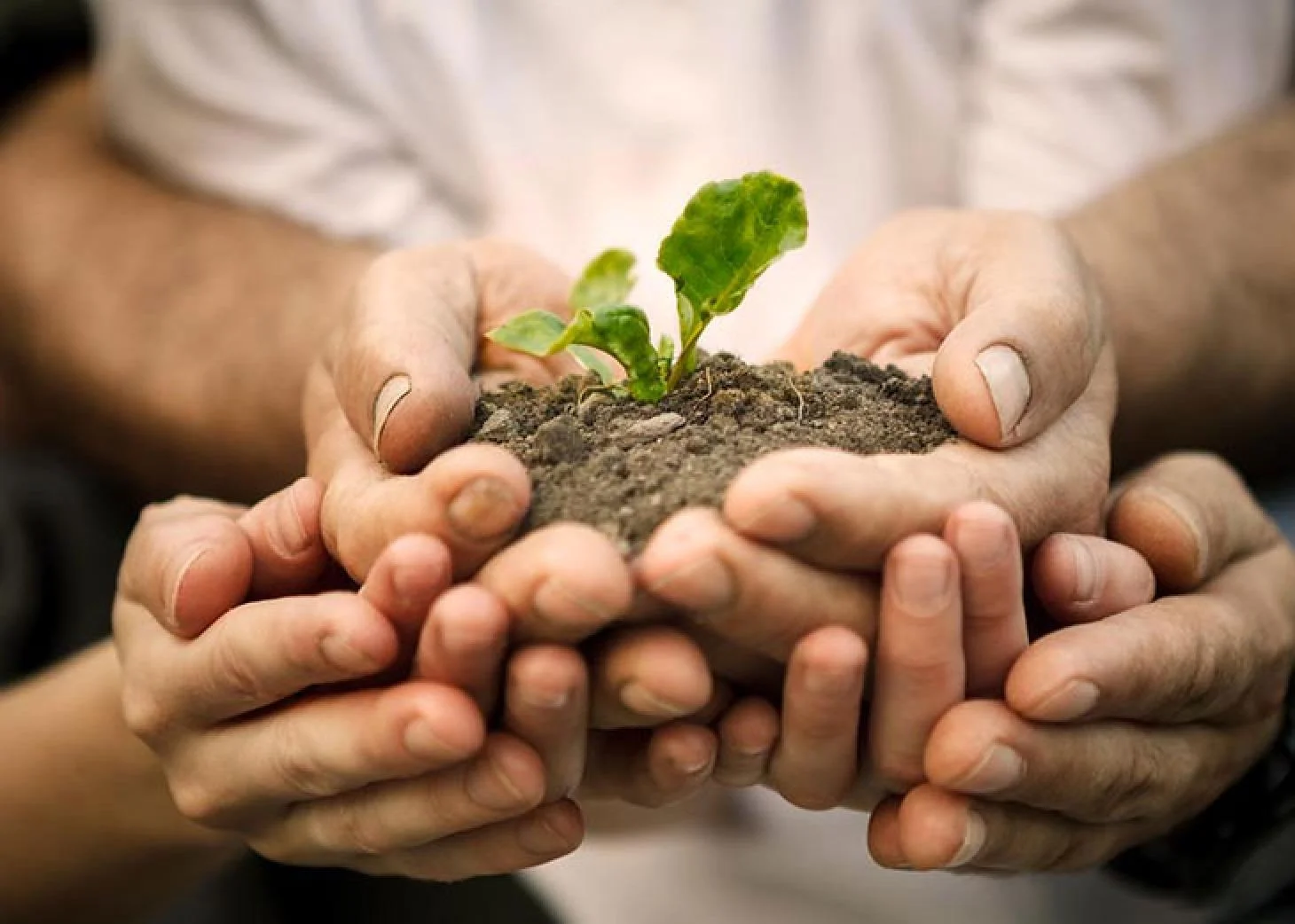 Project Green Hands