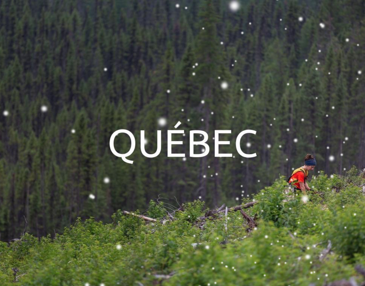 Reforestation