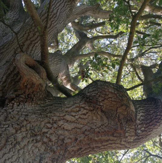 Tree planting in the UK