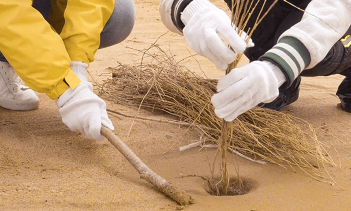 Project: Desertification Control in Inner Mongolia