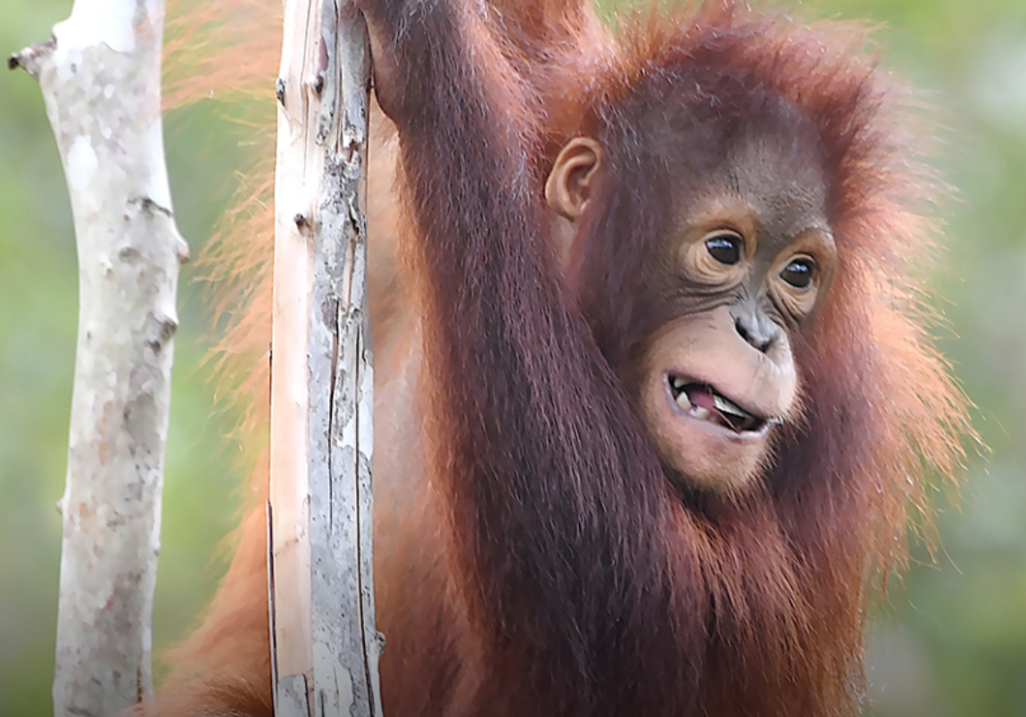 Economics of Orangutans