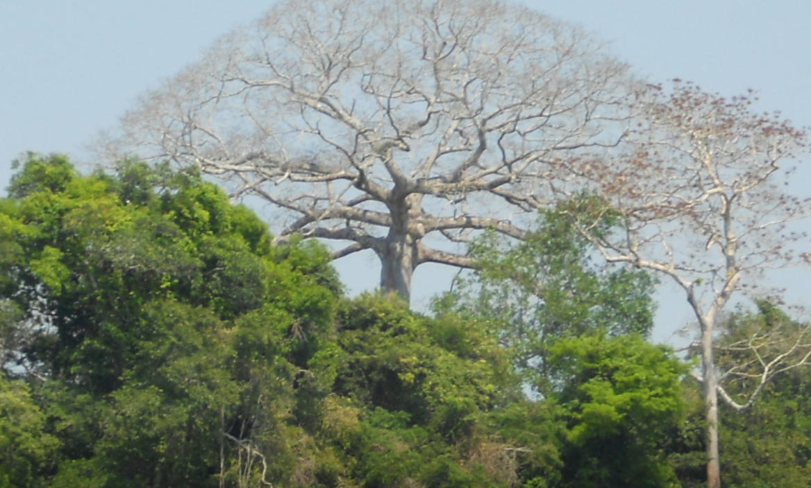 Jacundá Forest Reserve