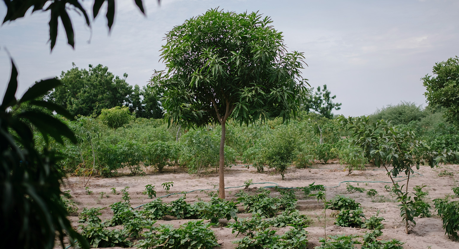 Transform single-crop fields into “Forest Gardens”with Trees for the Future