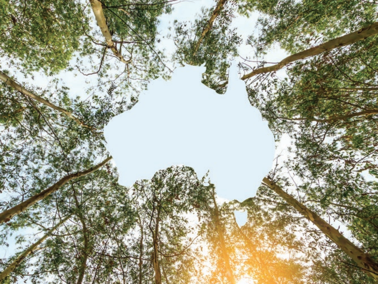National Forest Industries Plans
