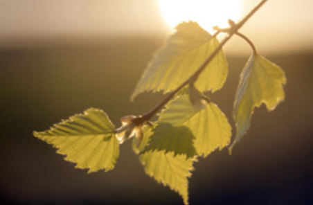 Plant a Tree for Peace 2019