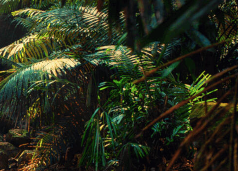 Trees for Tigers