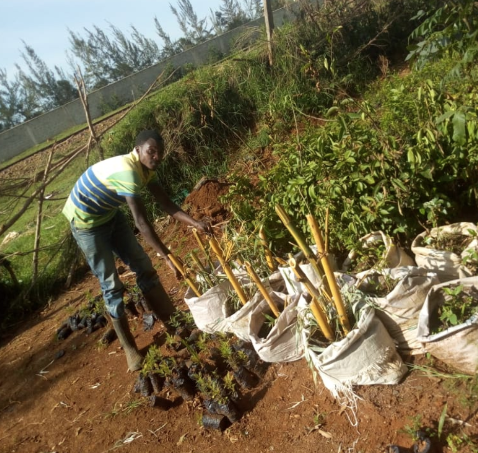 Trees for Water