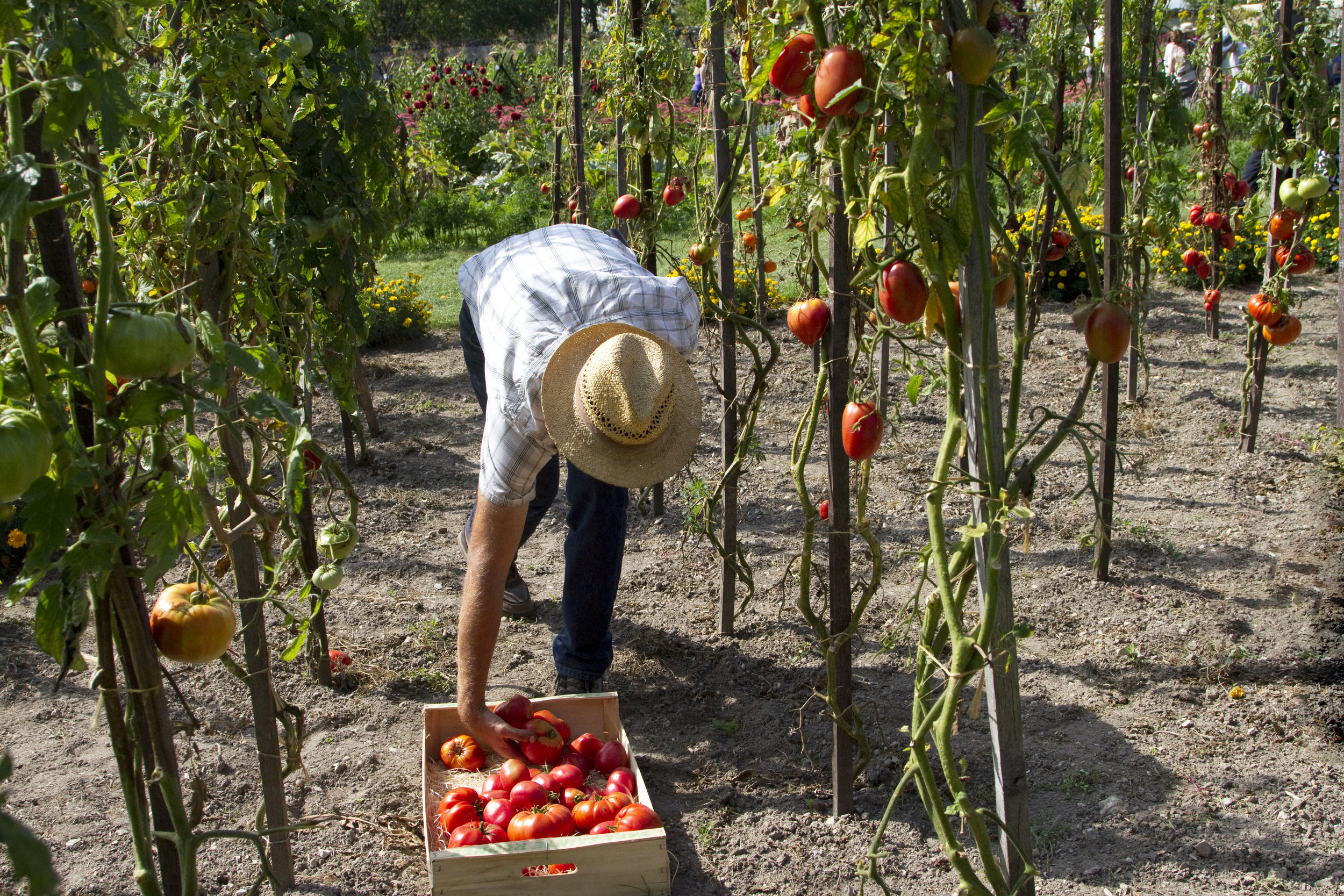 Case Study: Local Garden